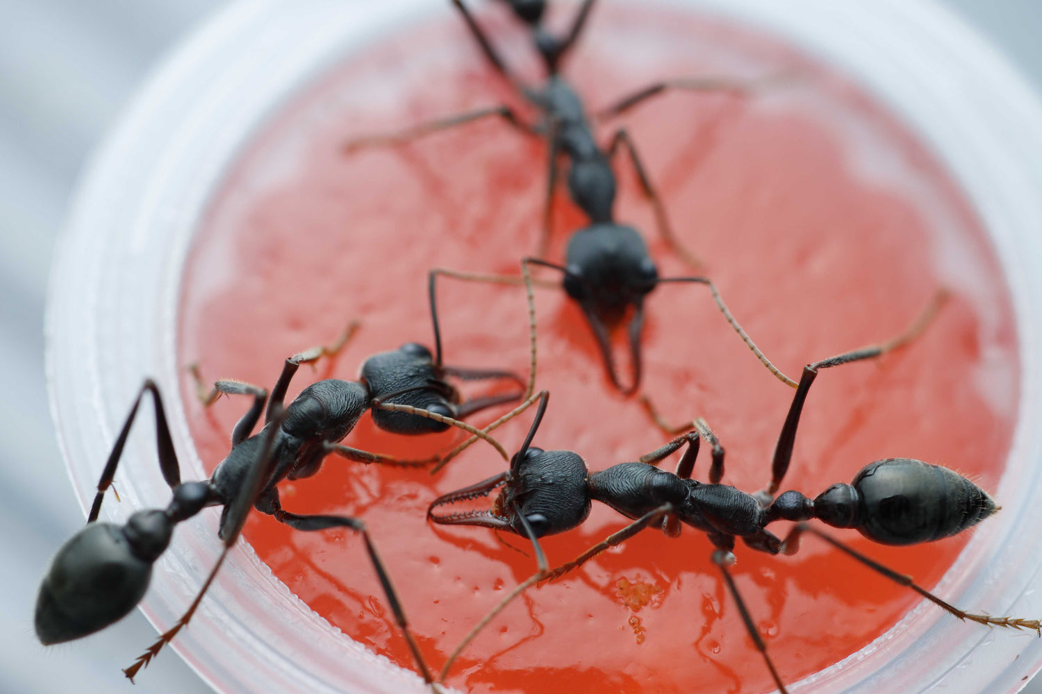 Ants