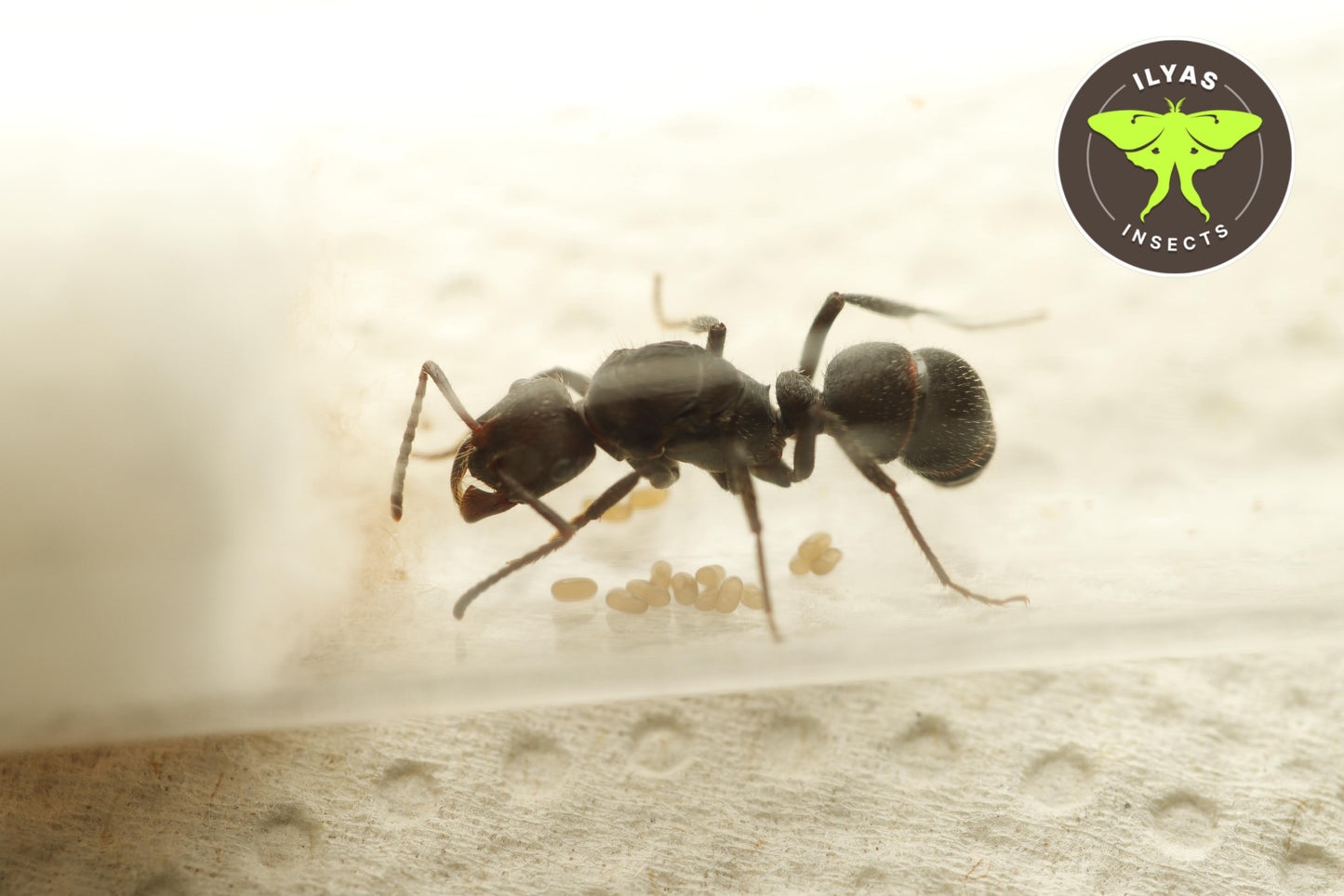 Ectatomma cf bruneeum