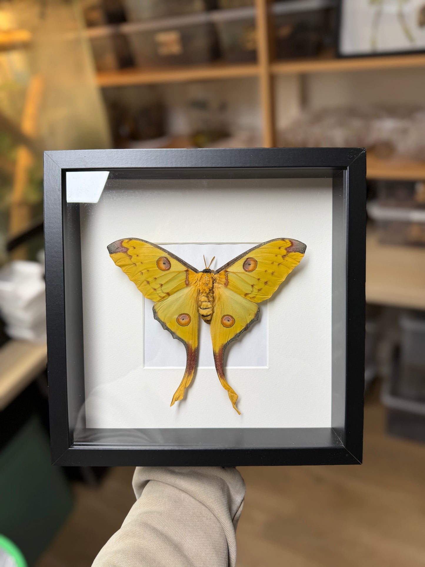 Argema mittrei female framed