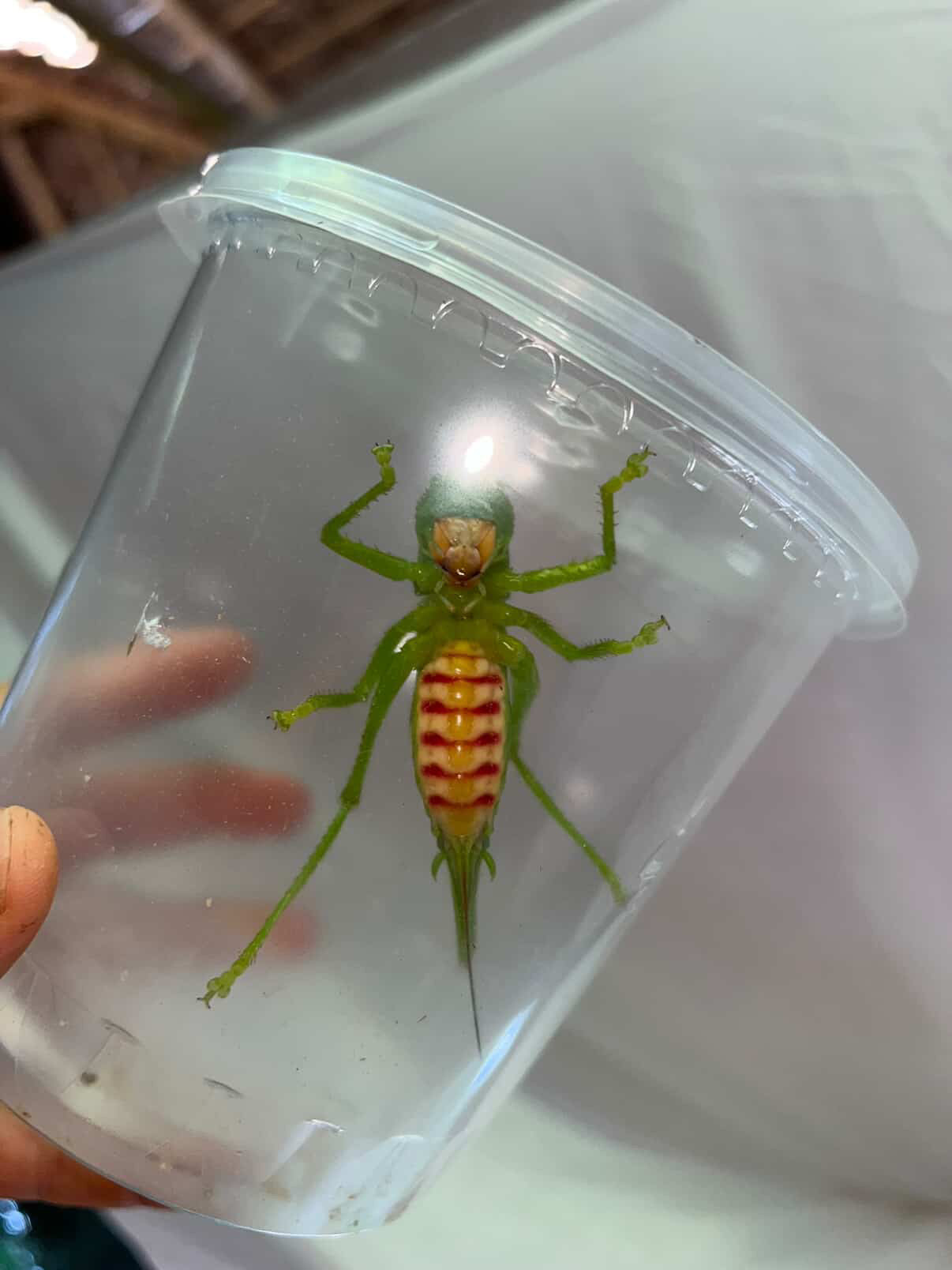 Copiphora sp "Tambopata"