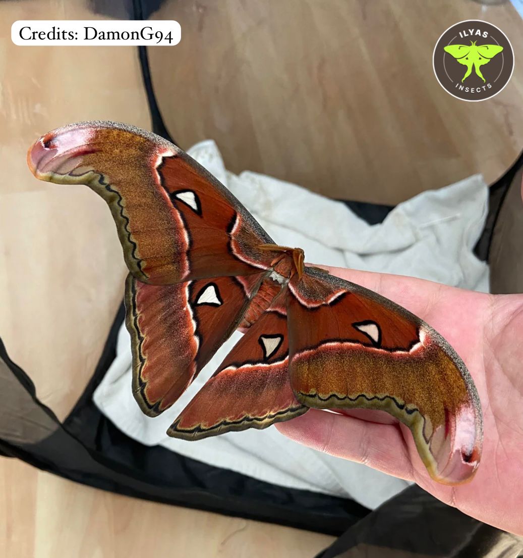 Attacus lorquinii