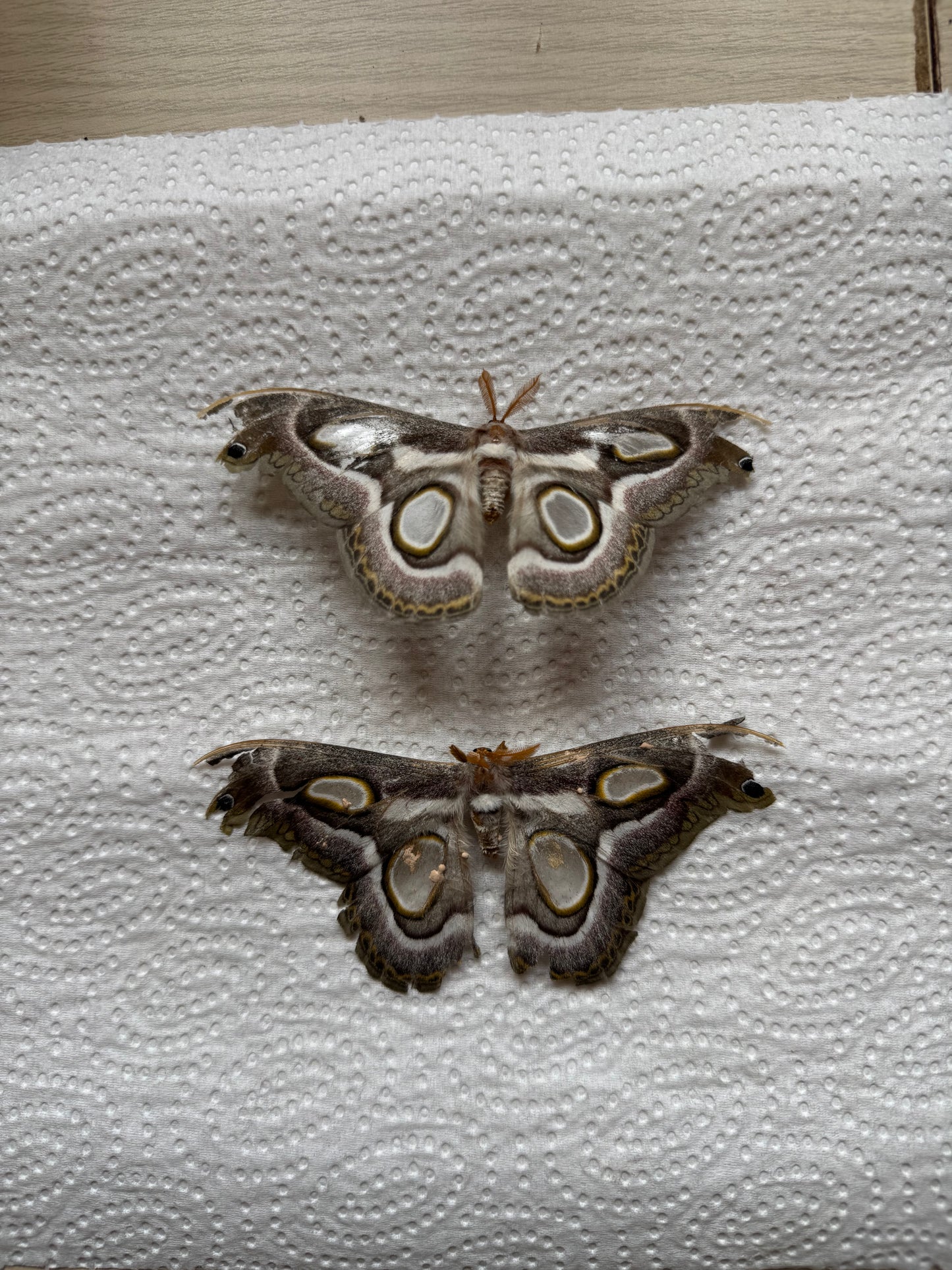 Bundle naturally died moths