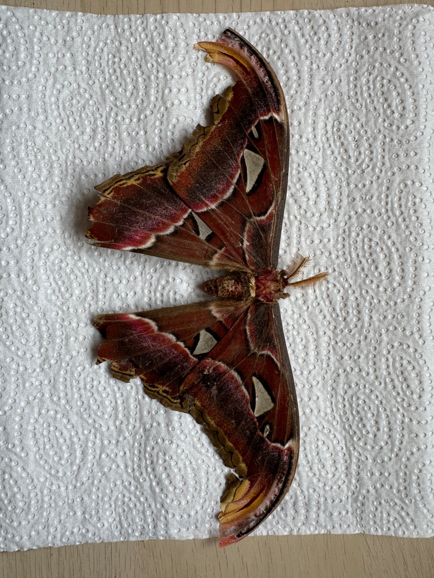Naturally died Attacus atlas moth