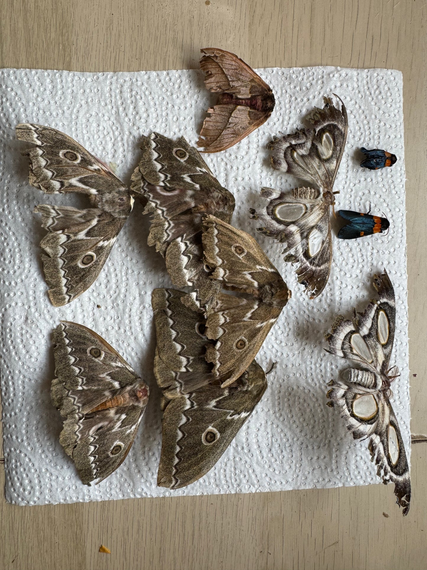 Naturally died moths bundle