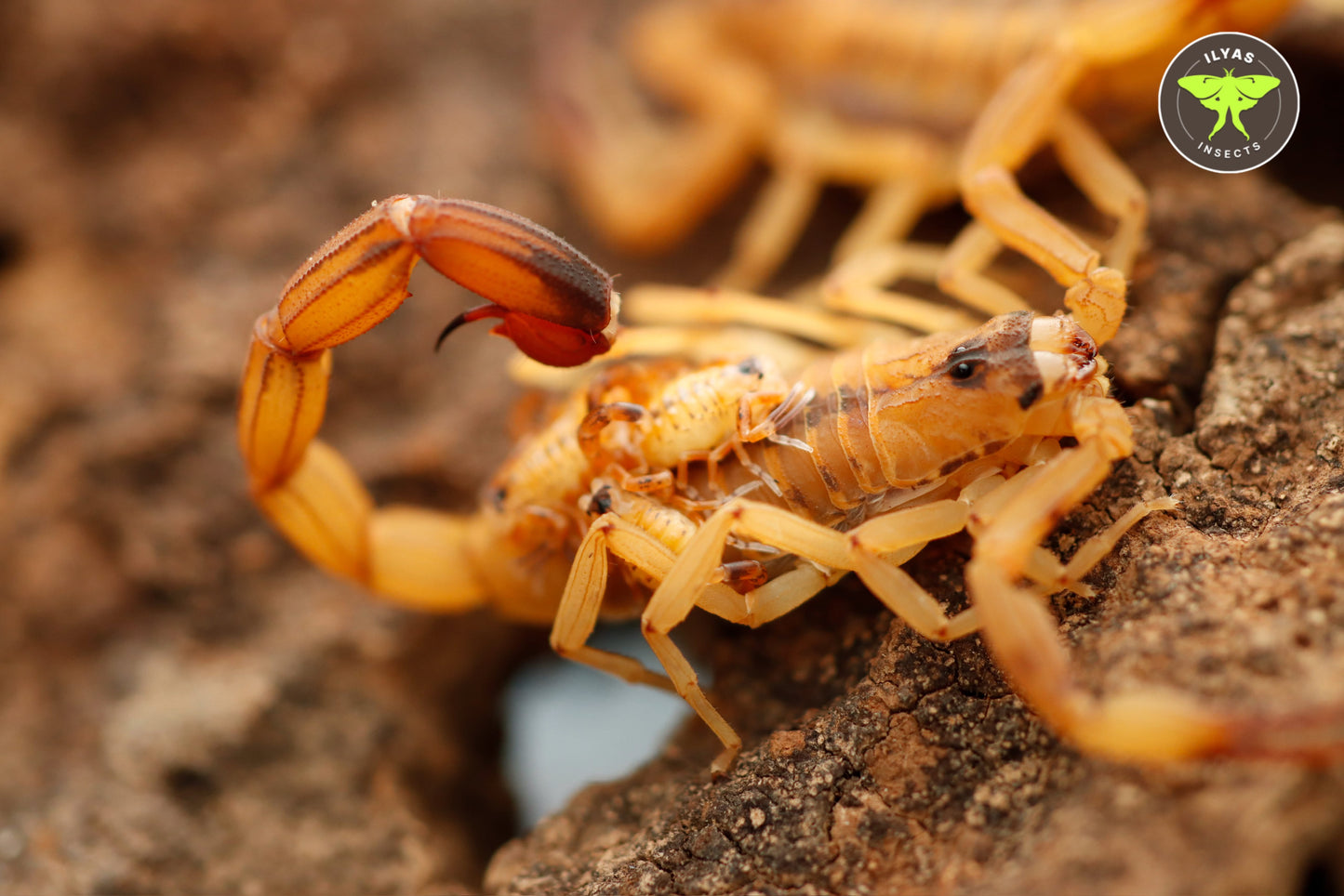 Tityus stigmurus