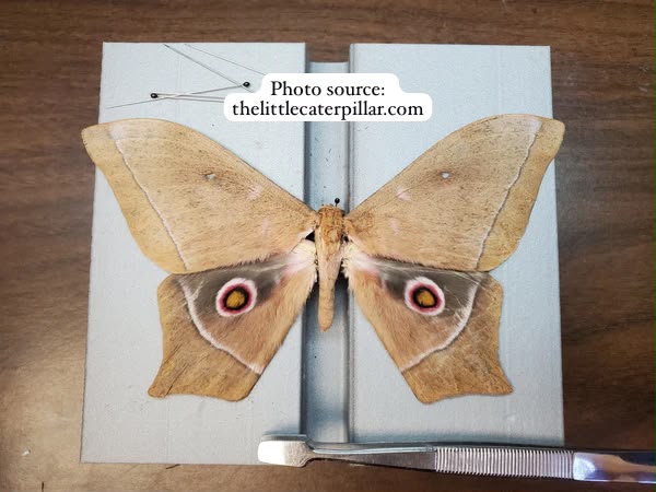 Imbrasia epimethea