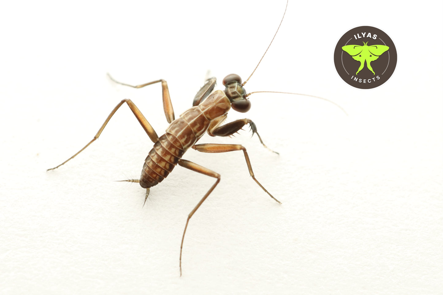 Metallyticus splendidus