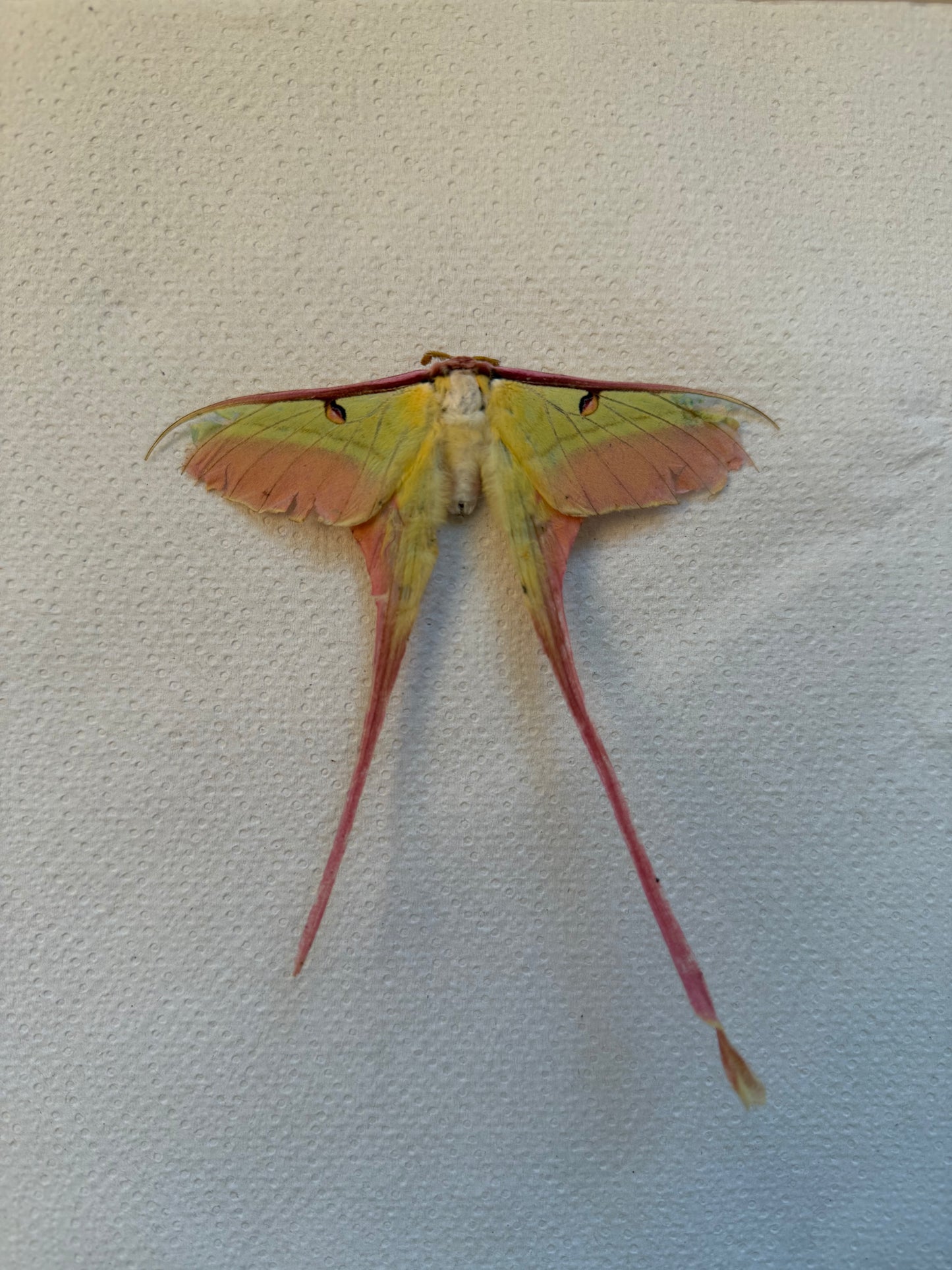 Naturally died Actias dubernardi male