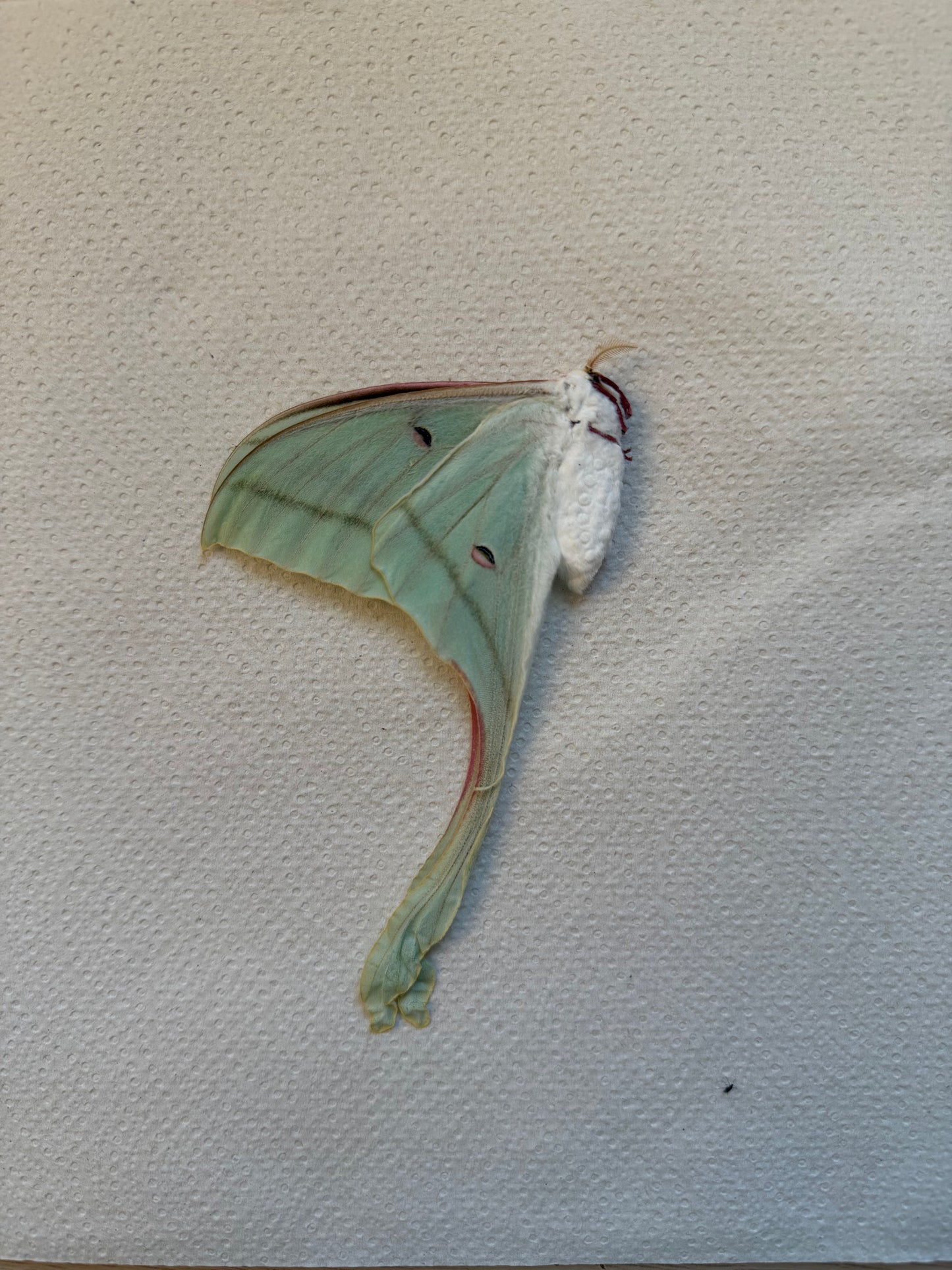 Actias rhodopneuma | pink spirit moth