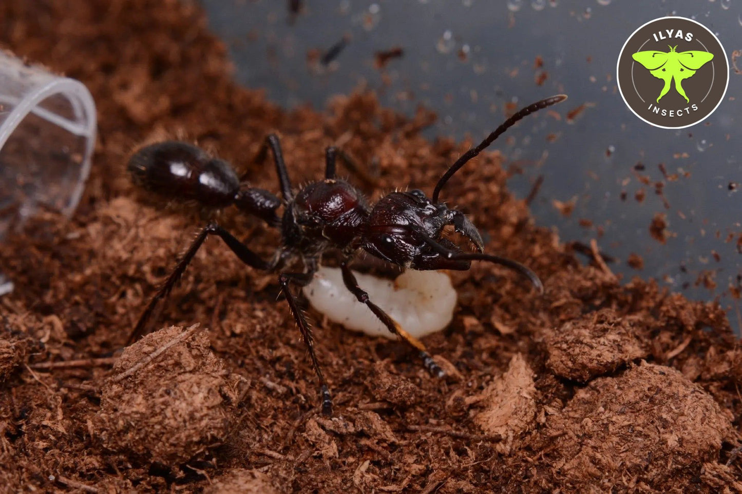 Paraponera clavata (Bullet ant)