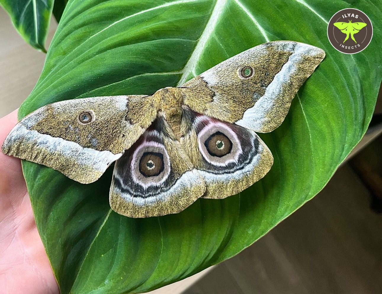 Gonimbrasia zambesina