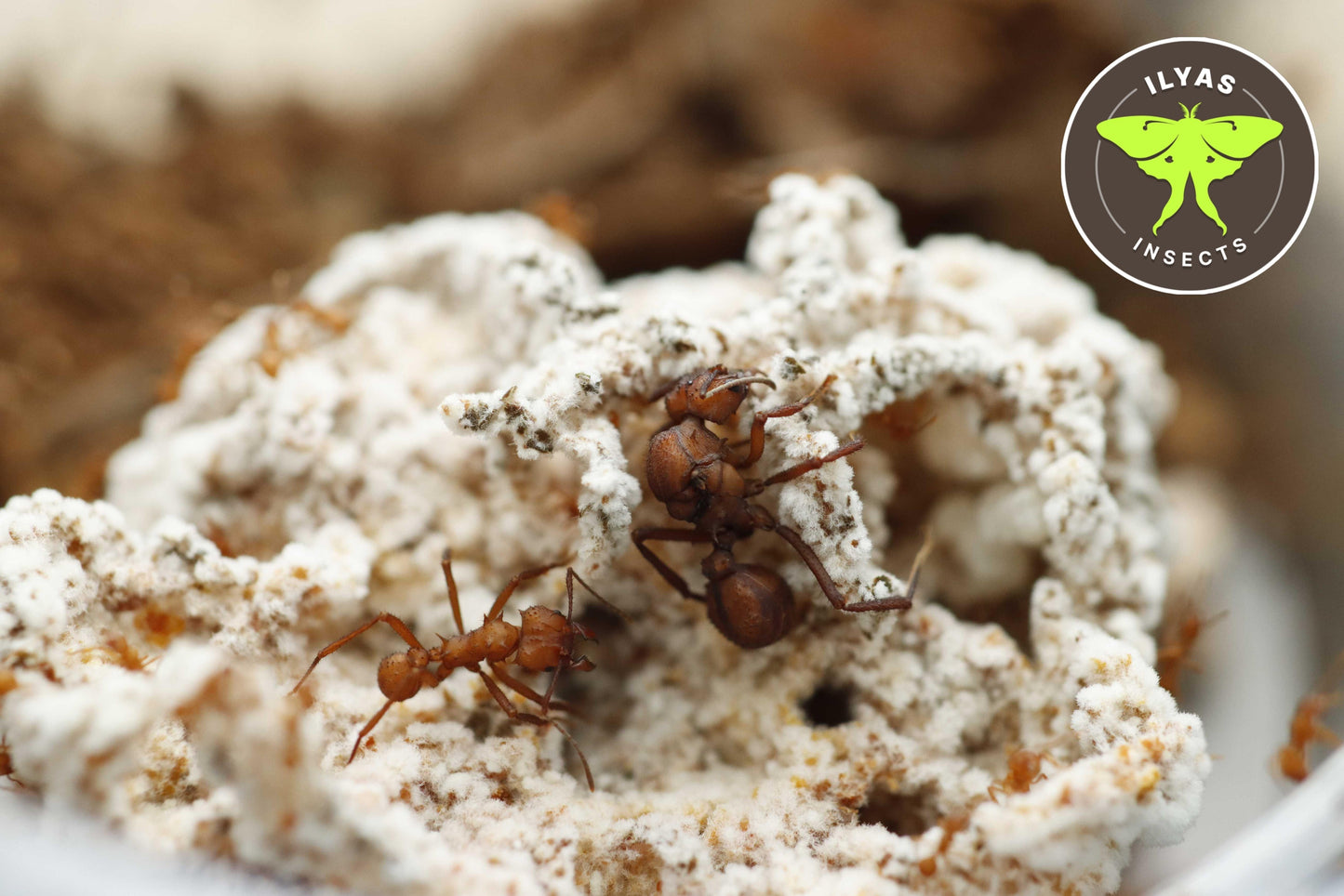 Acromyrmex octospinosus