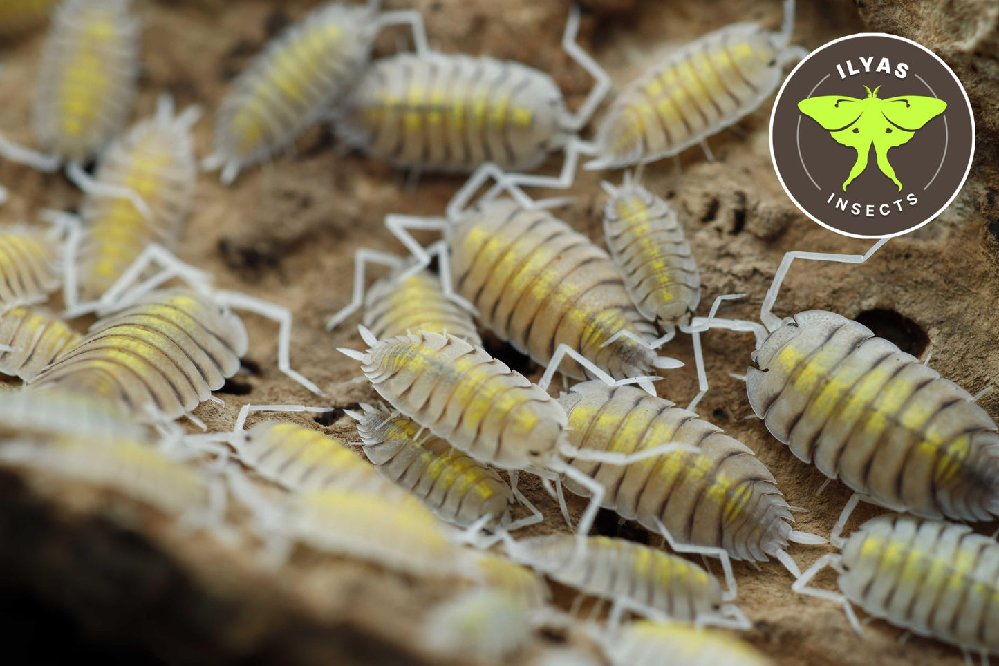 Porcellio bolivari "Yellow Ghost"