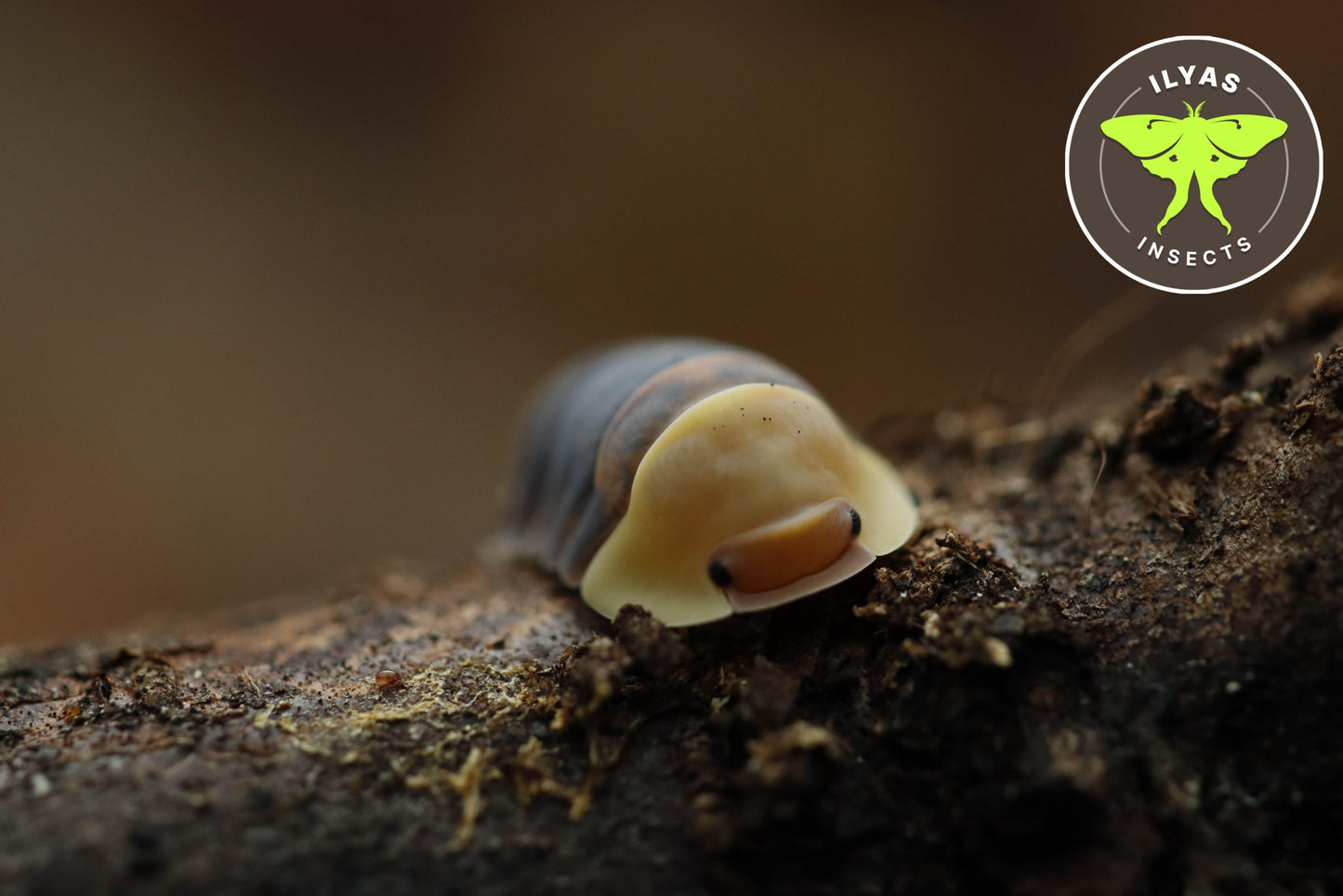 Cubaris sp. "Rubber Ducky“