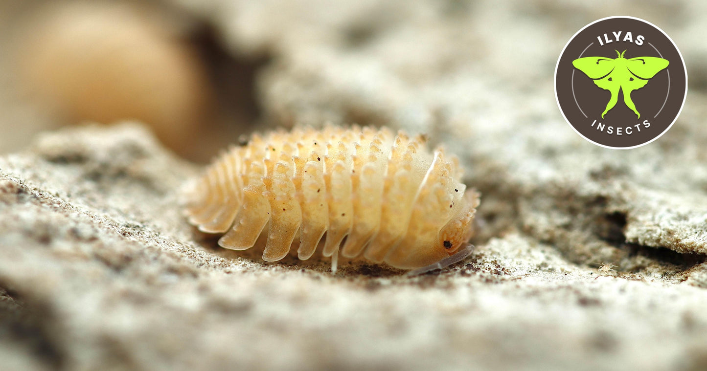 Cristarmadillidium muricatum