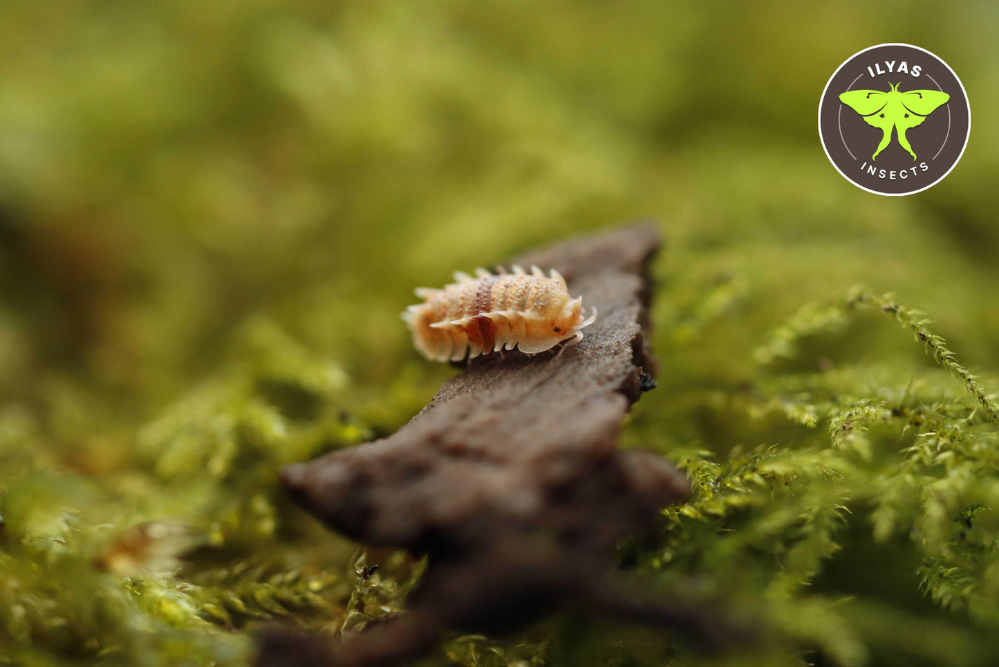 Pseudarmadillo spinosus