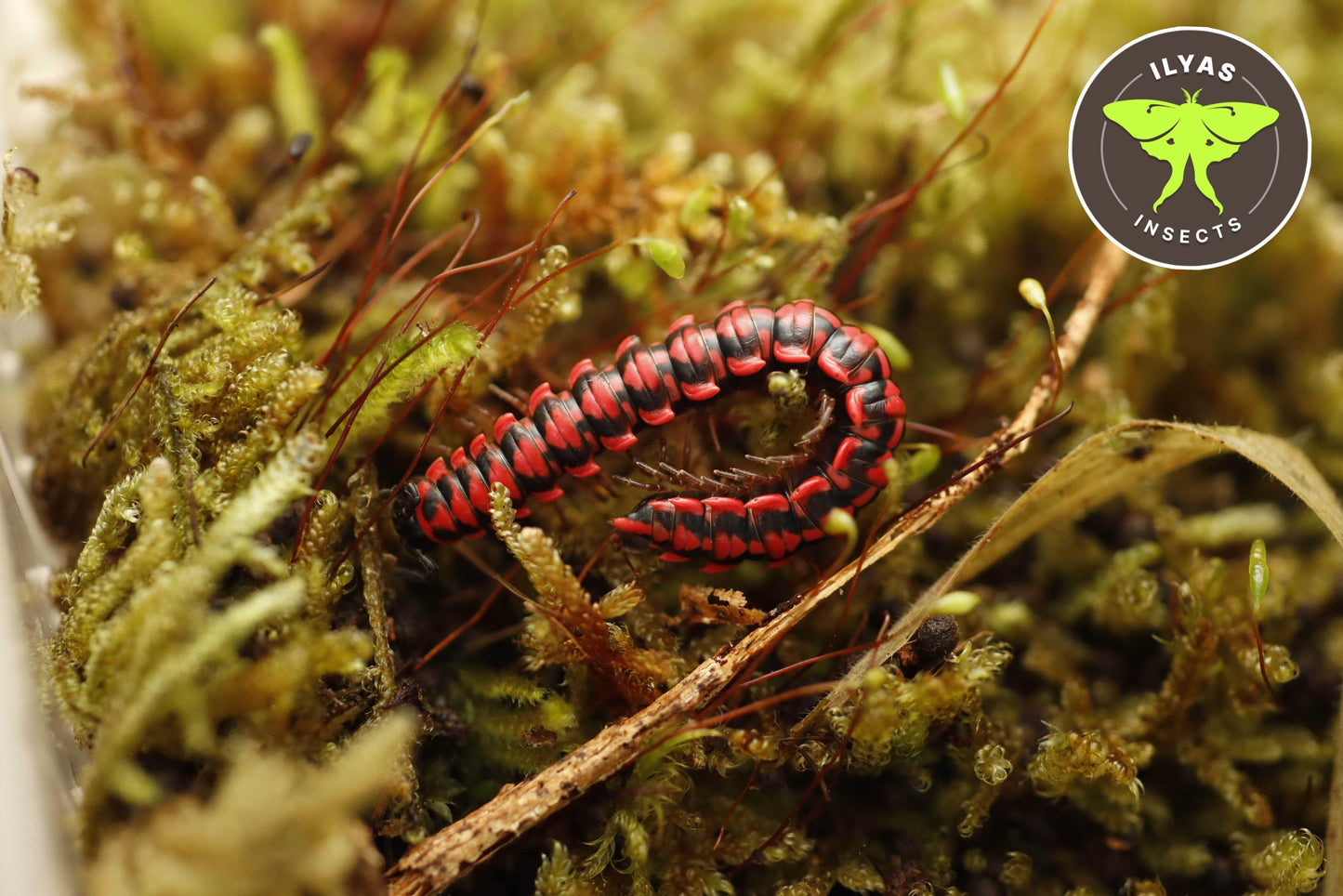 Antheromorpha uncinata