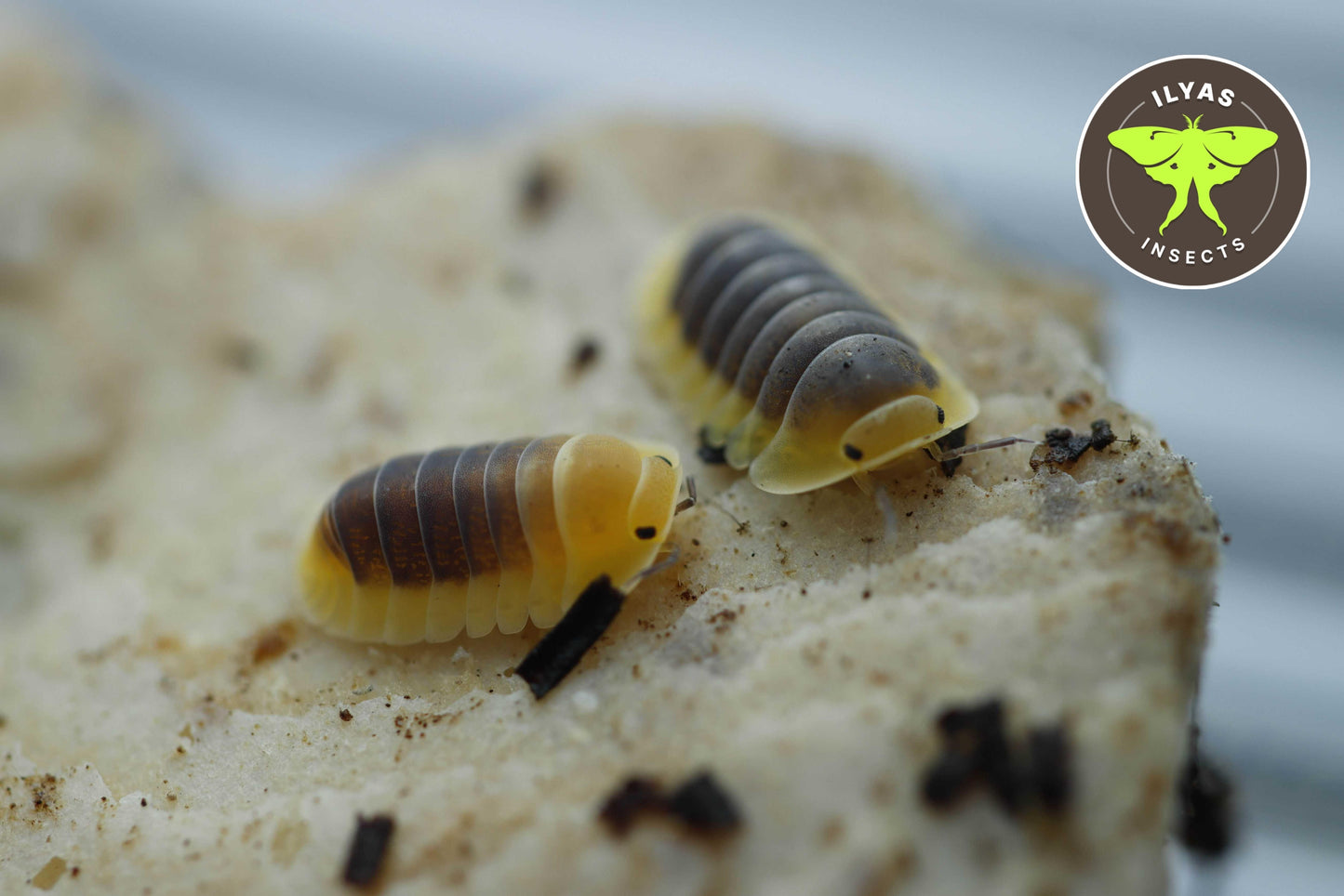 Cubaris sp. "Lemon blue"