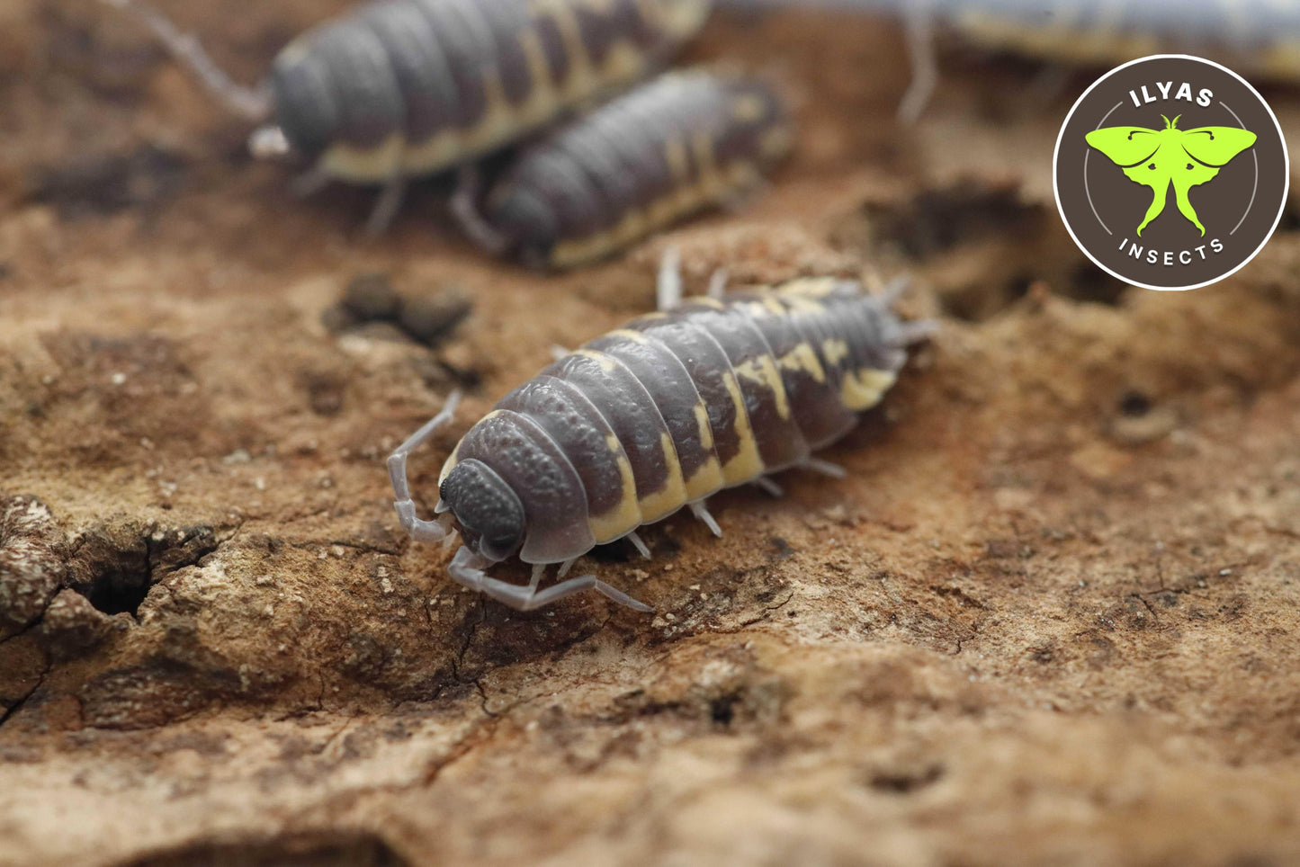 Porcellio ornatus “Yellow”