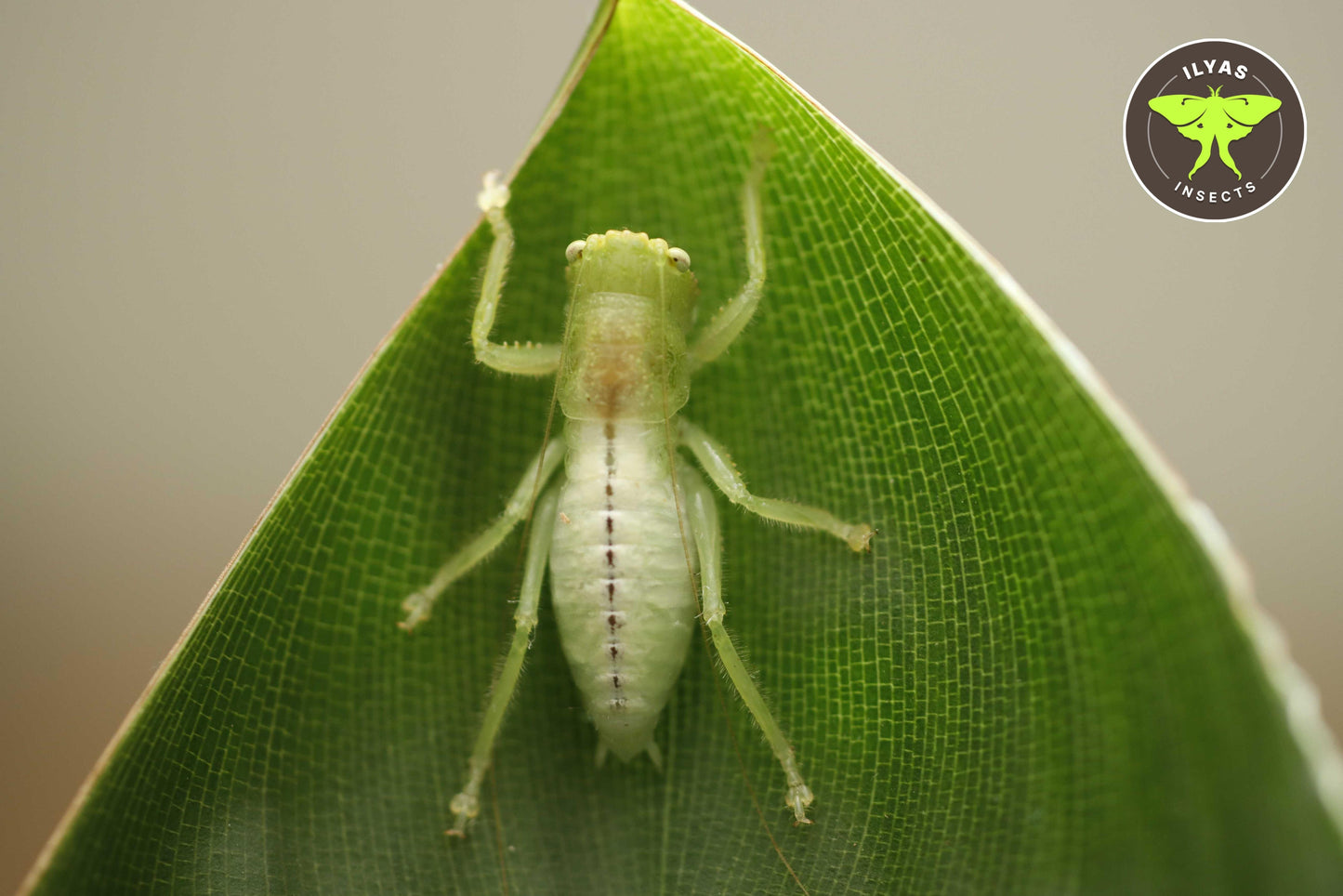 Lirometopum cf. coronatum (Black-faced Pitbull predatory katydid)