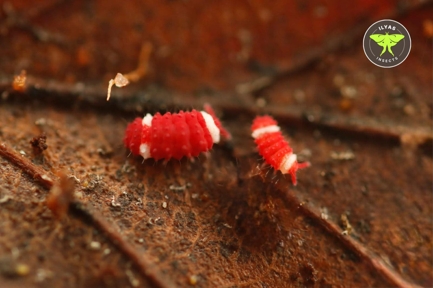 Neanuridae sp. "Santa Claus" (Redford White)