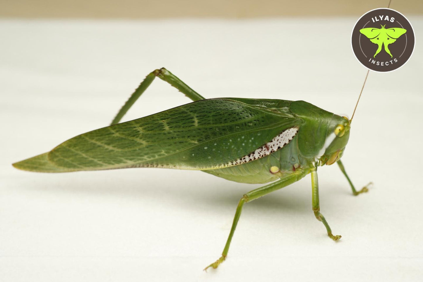 Philophyllia cf latior