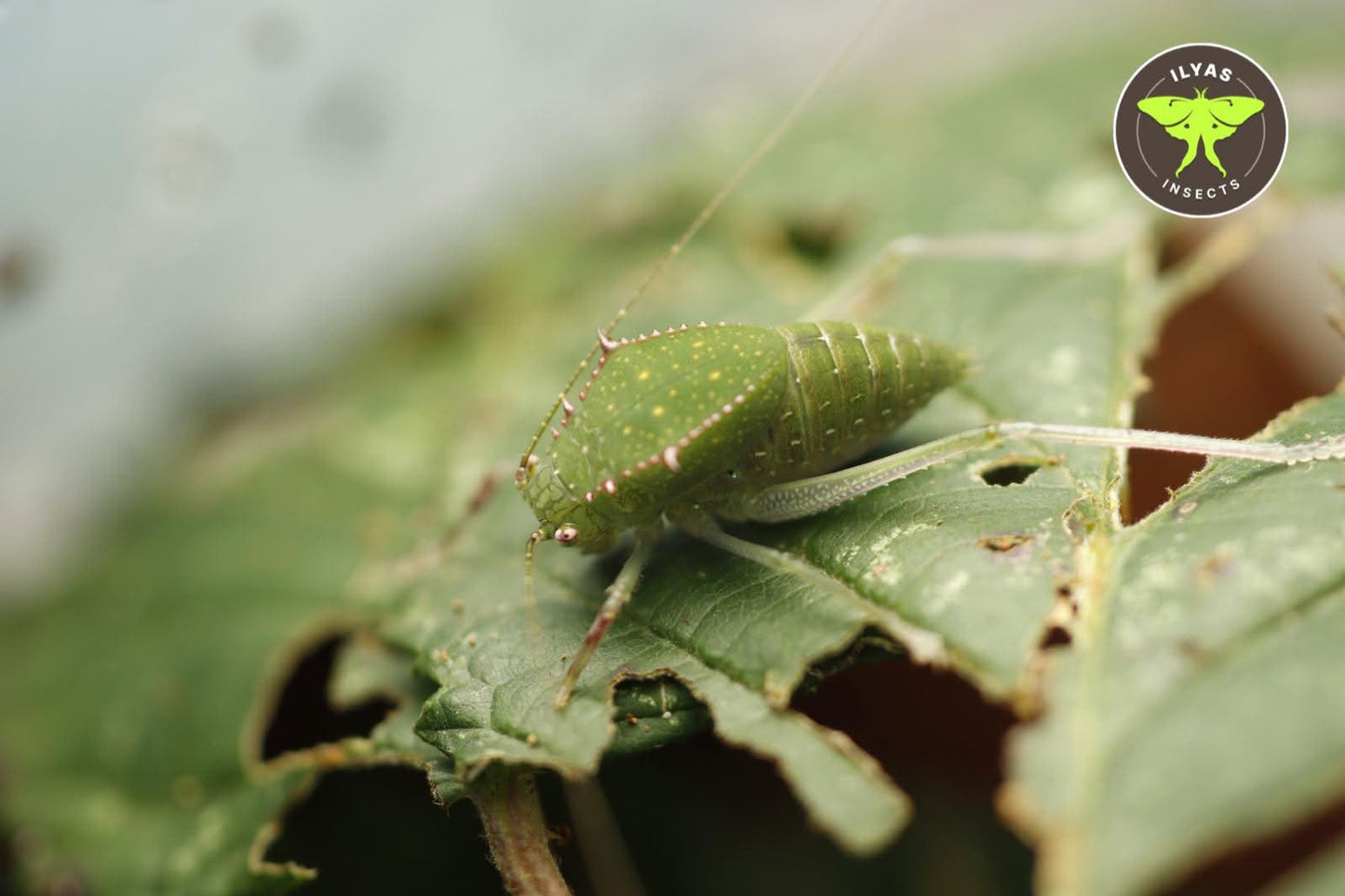 Phyllophora sp