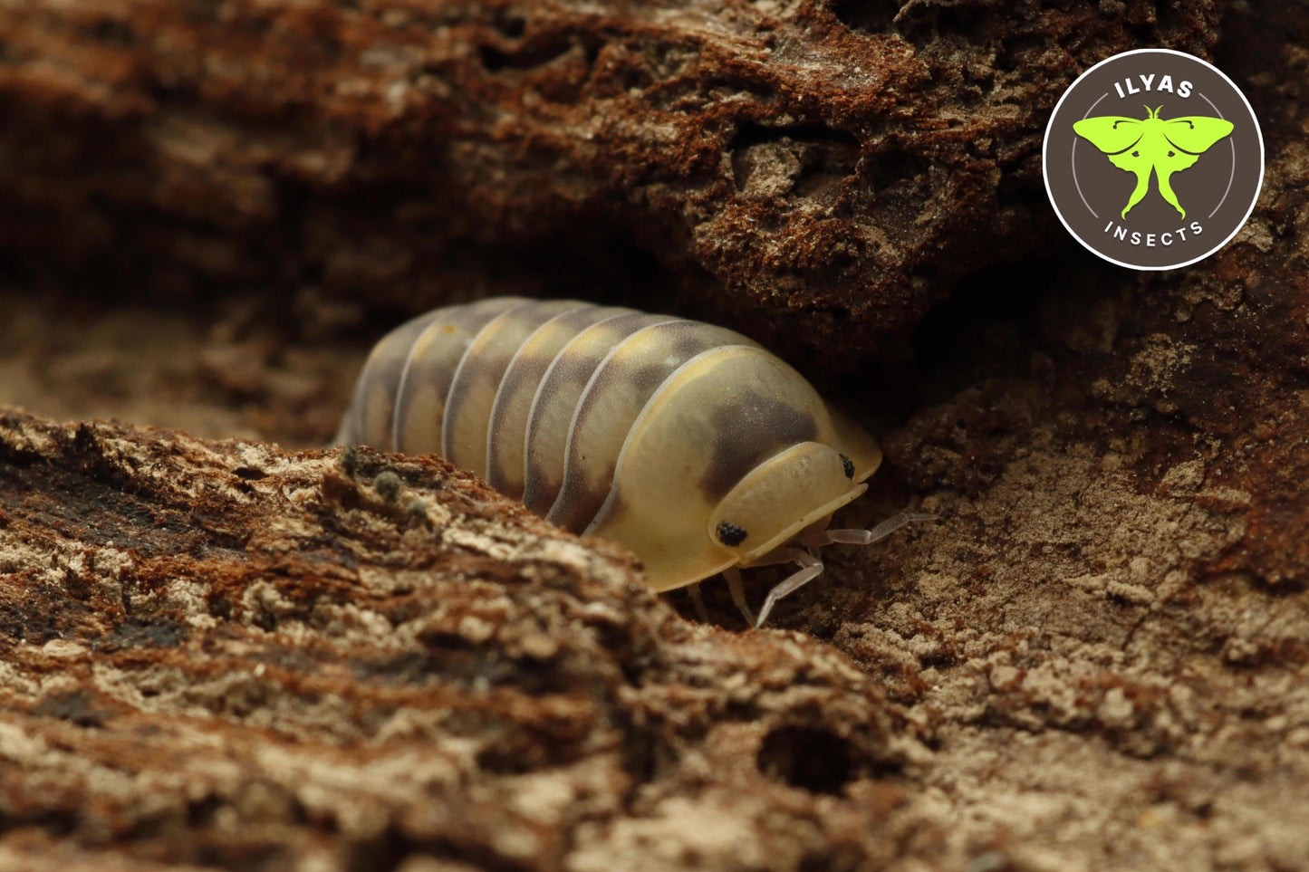 Cubaris sp Green Laser