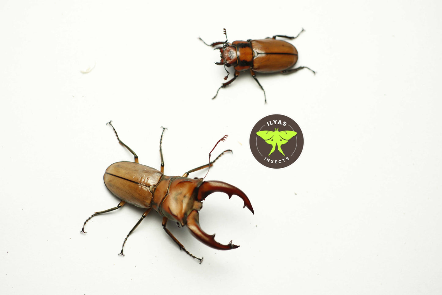 Cyclommatus mniszechi