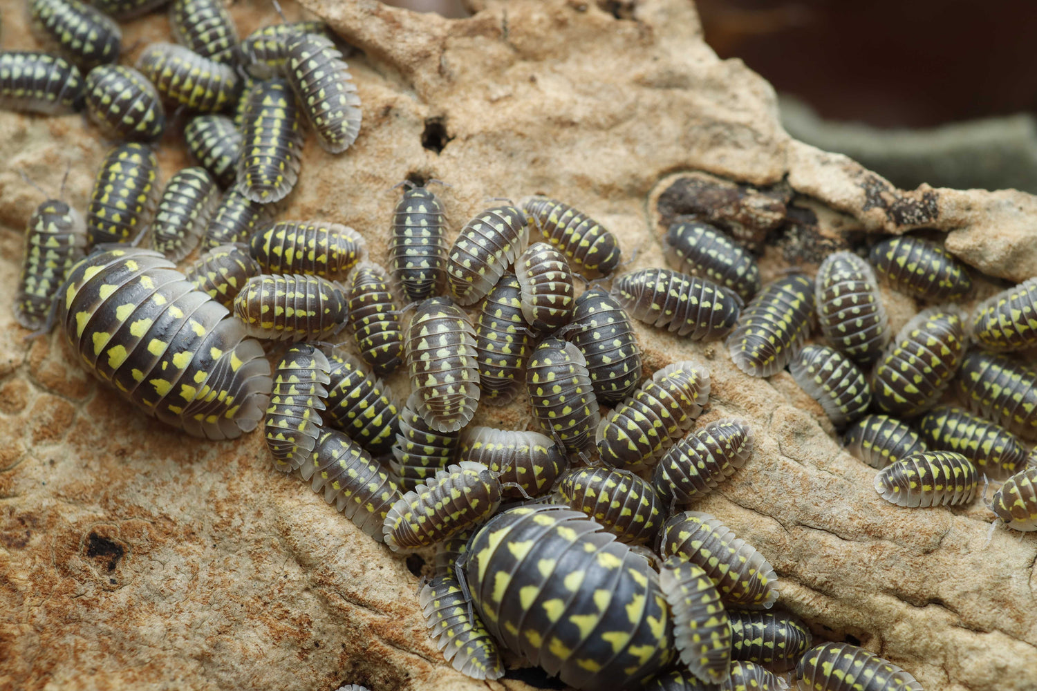 Armadillidium