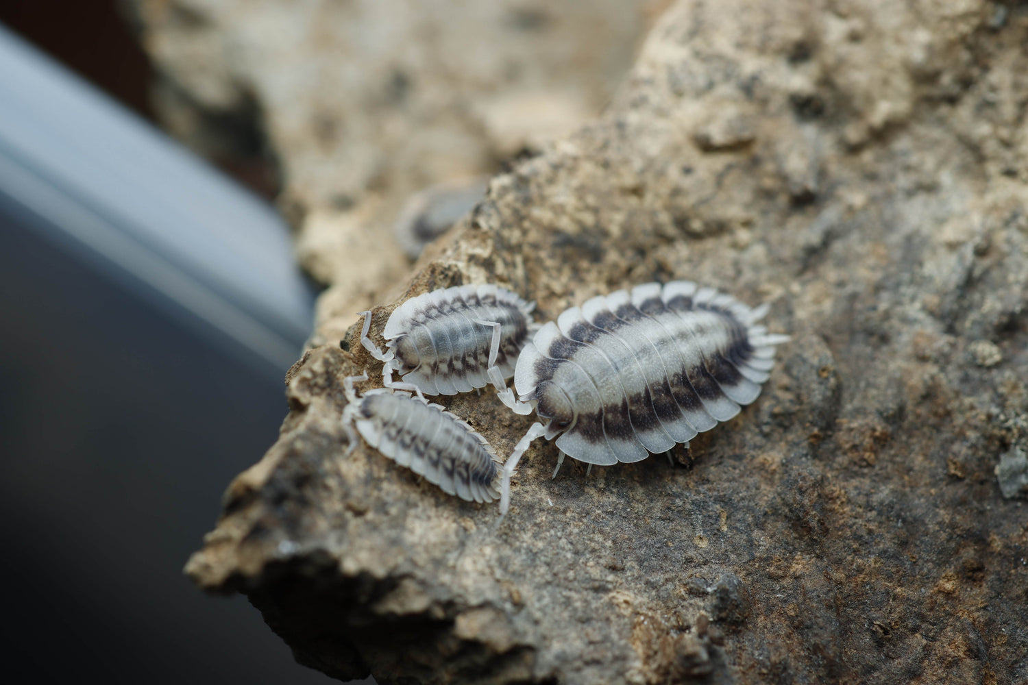Porcellio