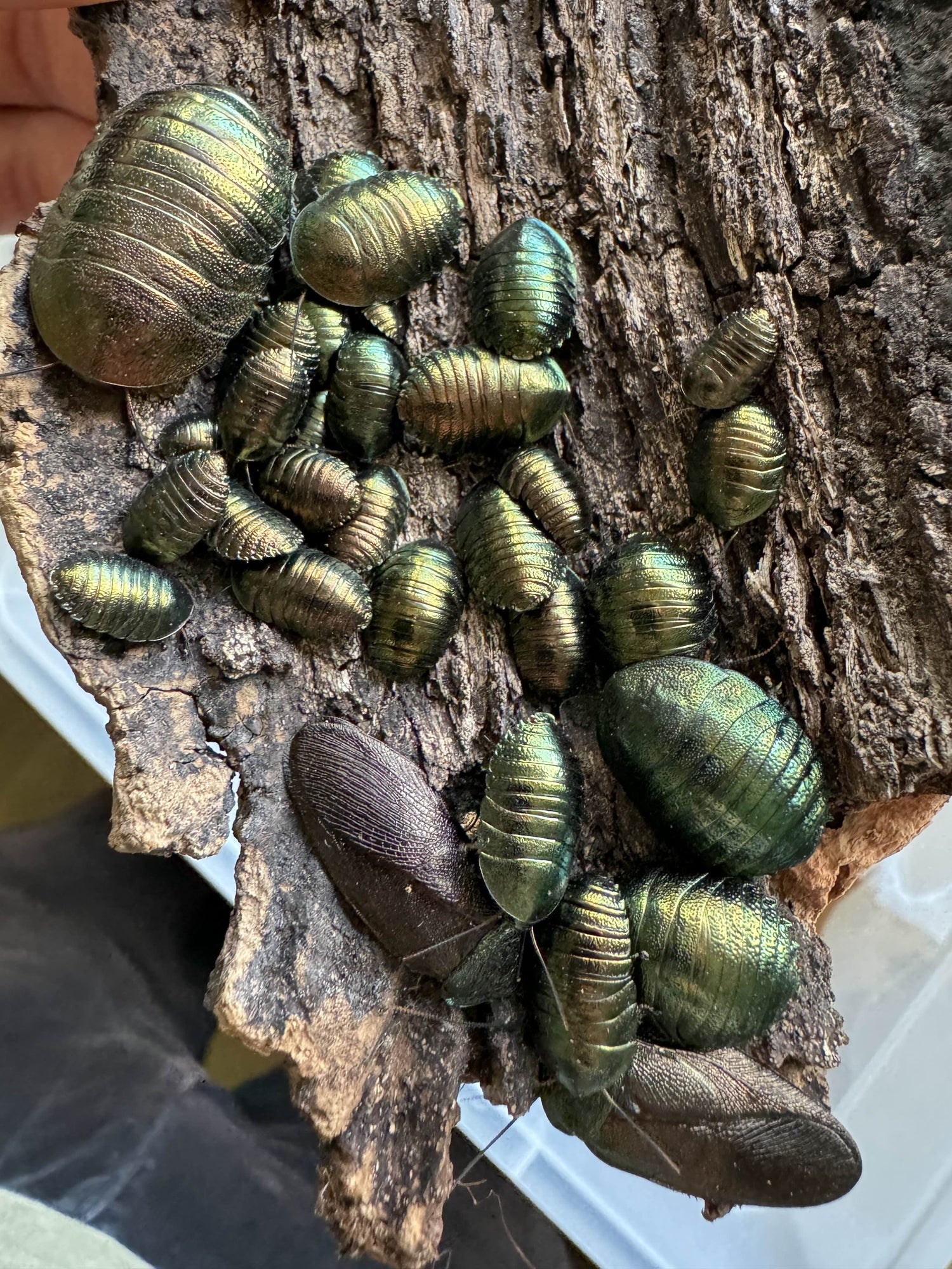 Roaches