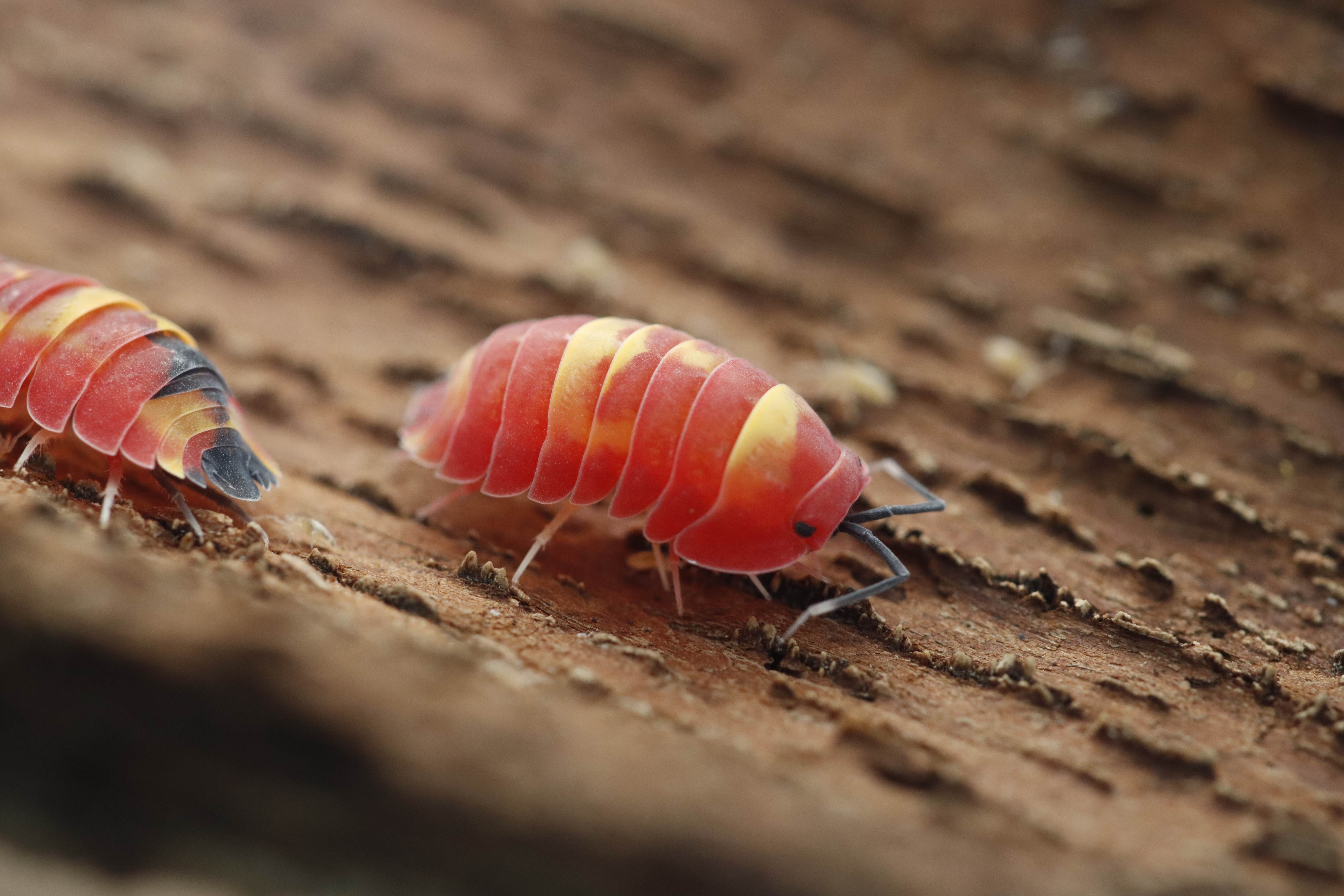 Isotopes Insects Ilyas Insects