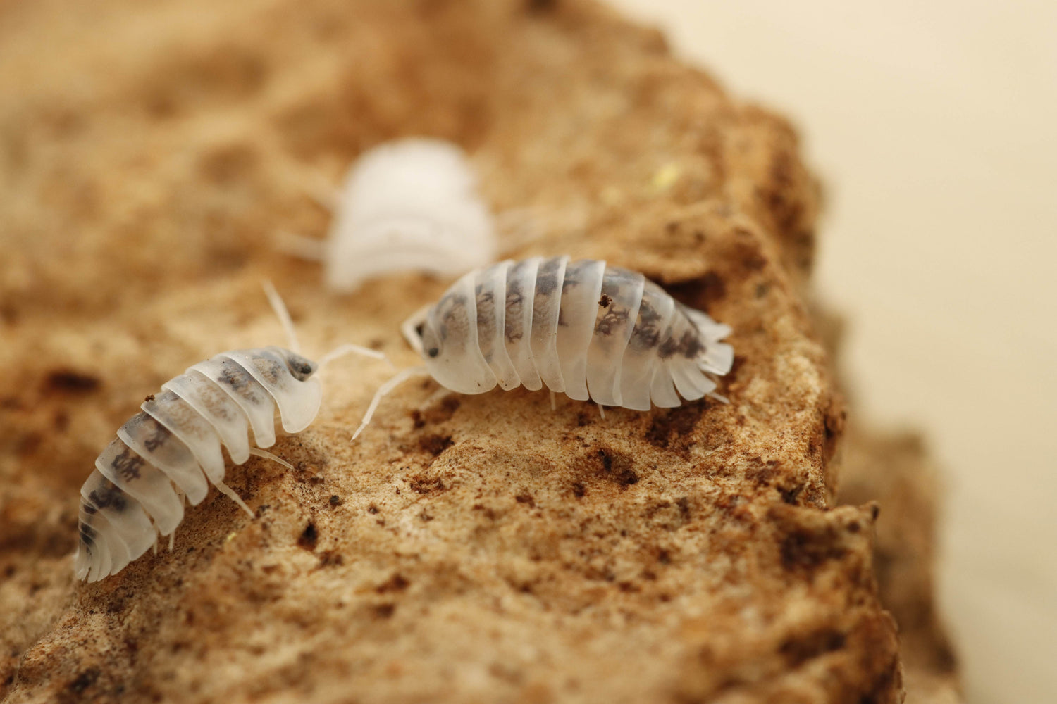 Other isopods