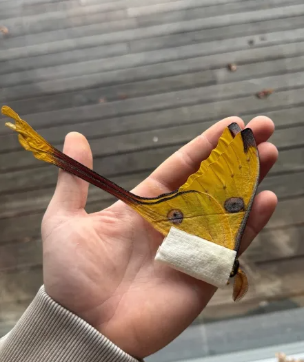 Deadstock Lepidoptera