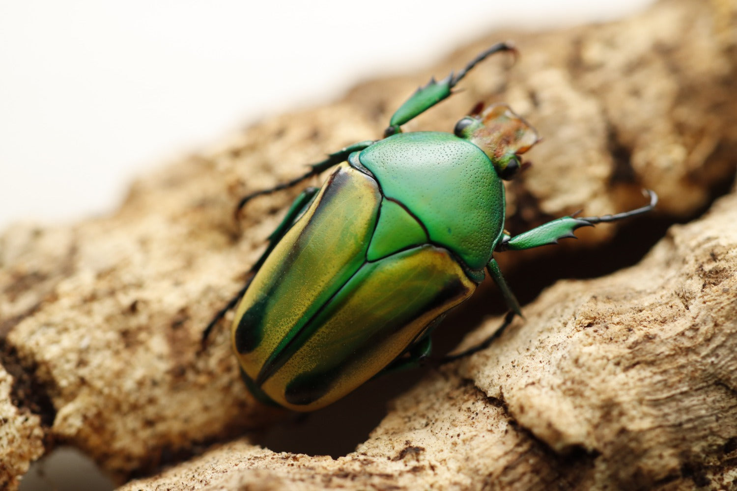 Other Invertebrates