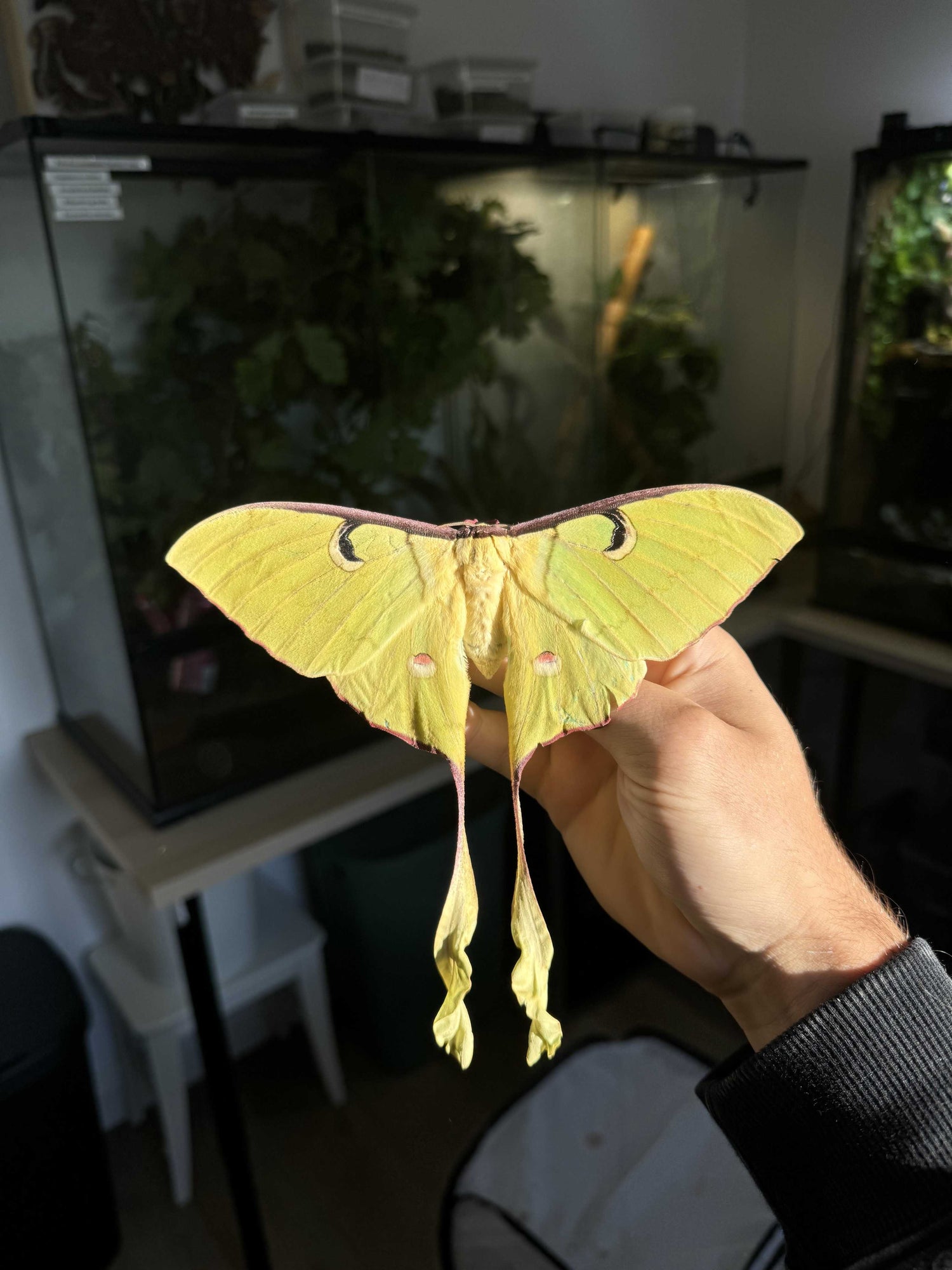 Moths and Butterflies