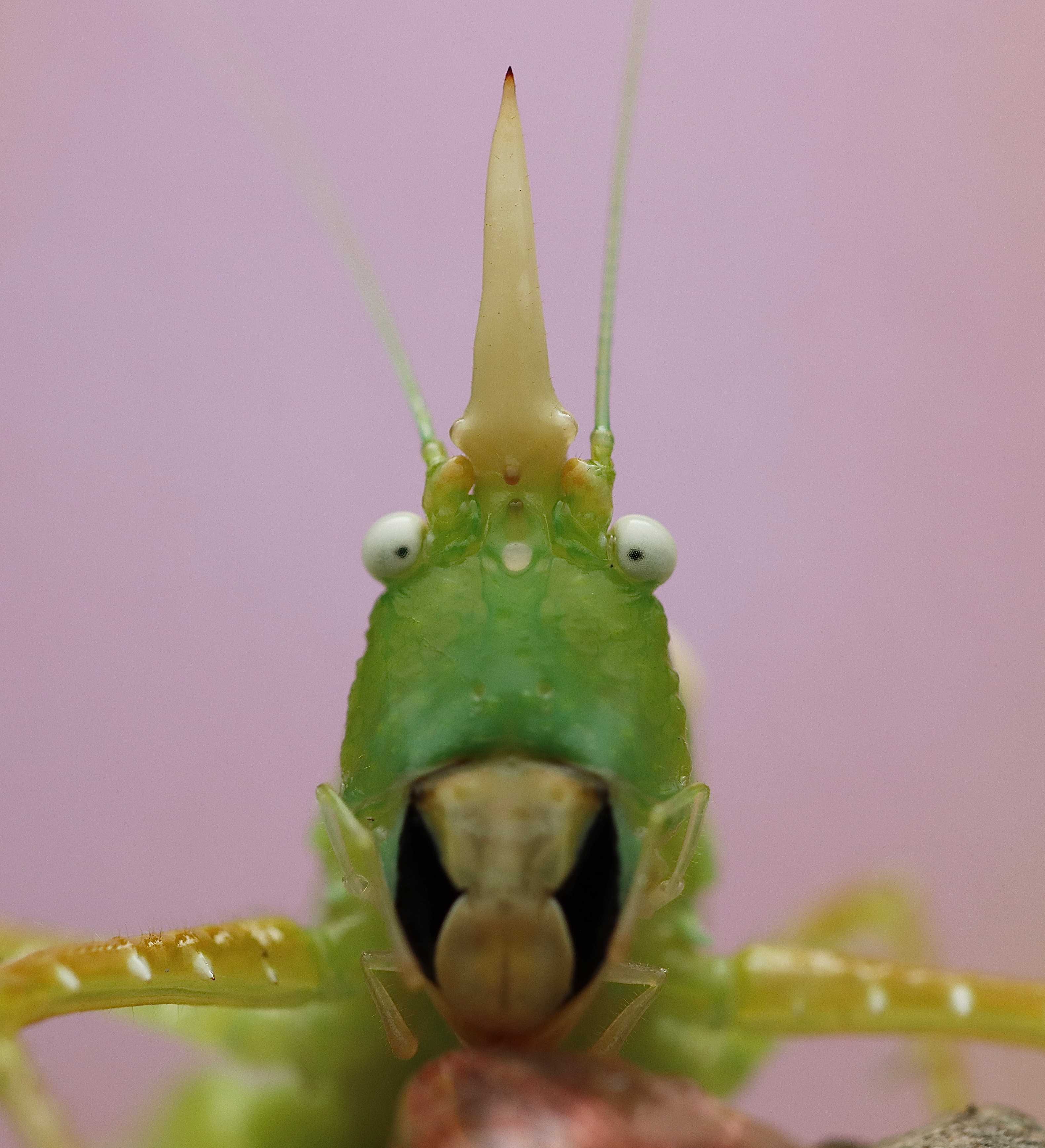 Sakadoes Insect Orthoptera – Ilyas Insects