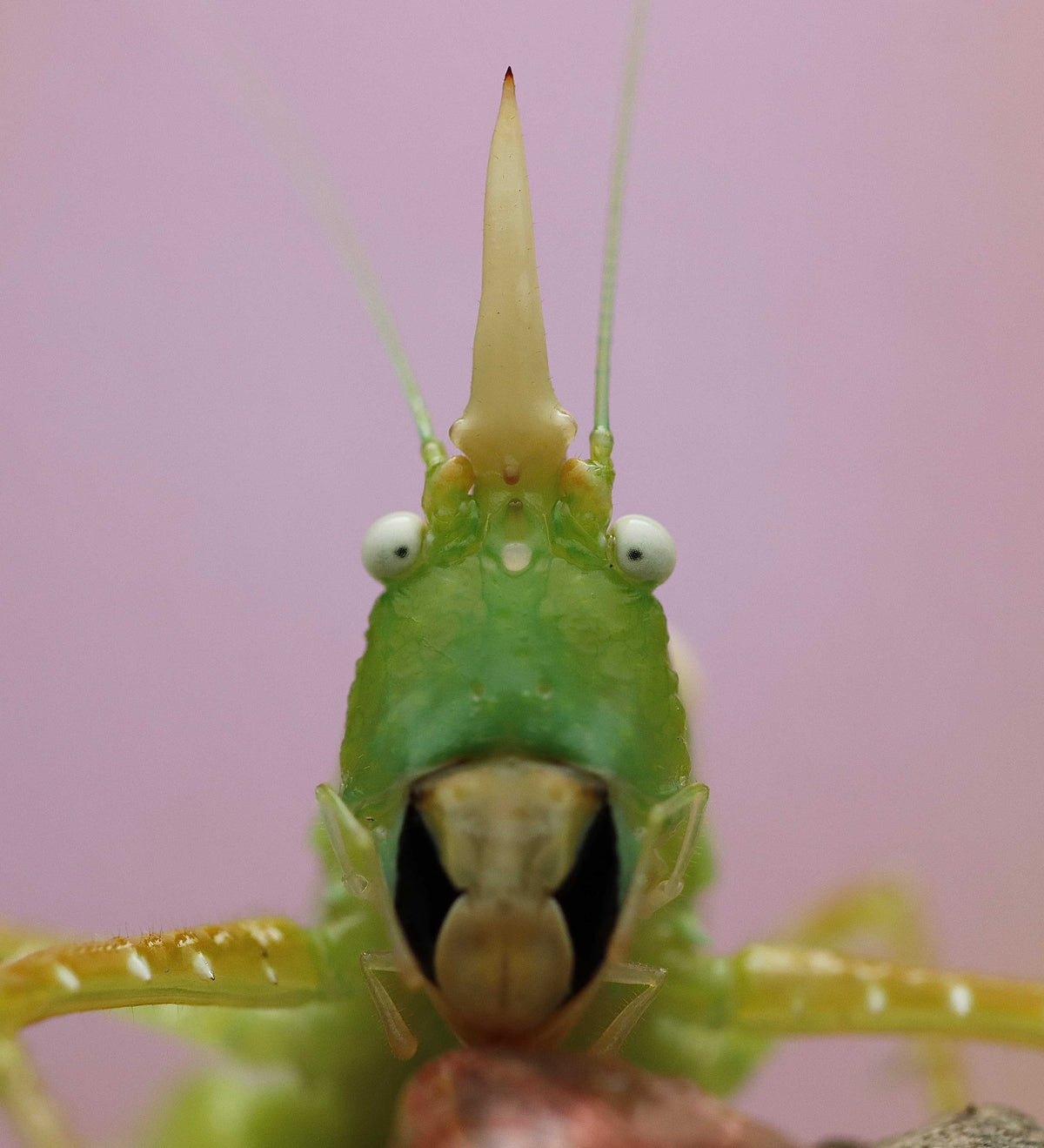 Collections – Ilyas Insects