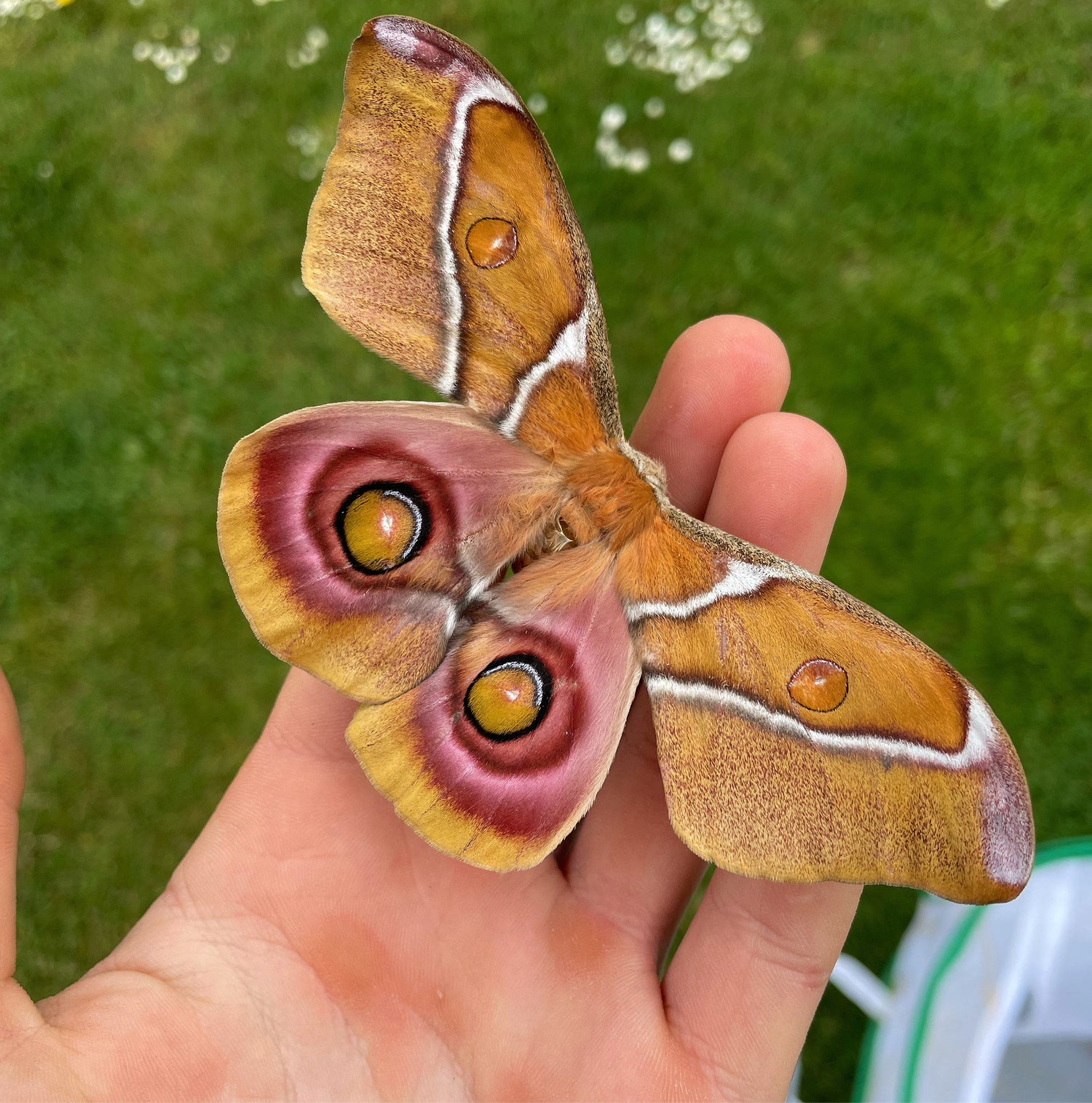 Living Lepidoptera