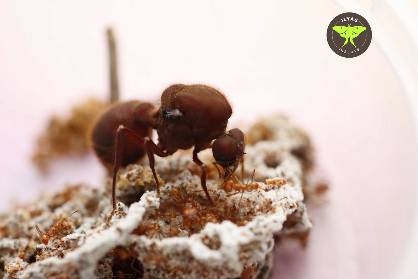 Atta cephalotes