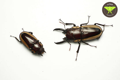 Prosopocoilus bison cinctus