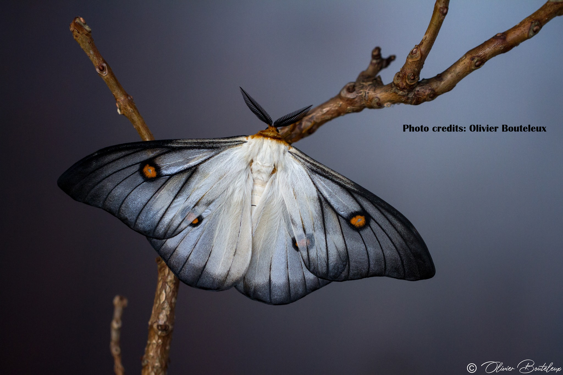 Ceranchia apollina – Ilyas Insects