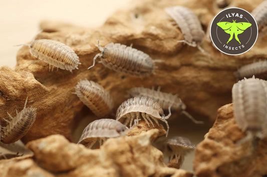 Porcellio spatulatus ‘Coros’