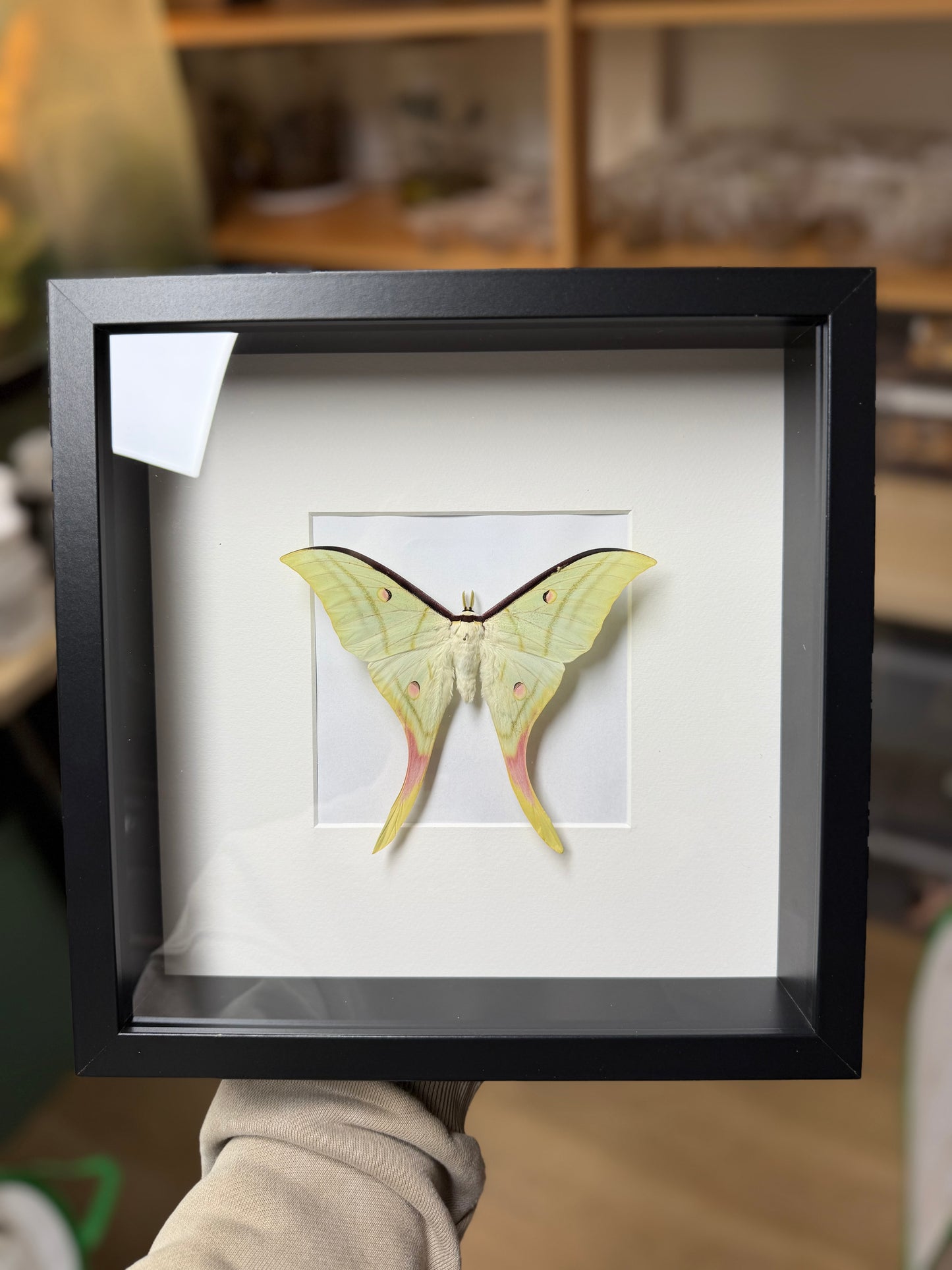 Actias selene framed