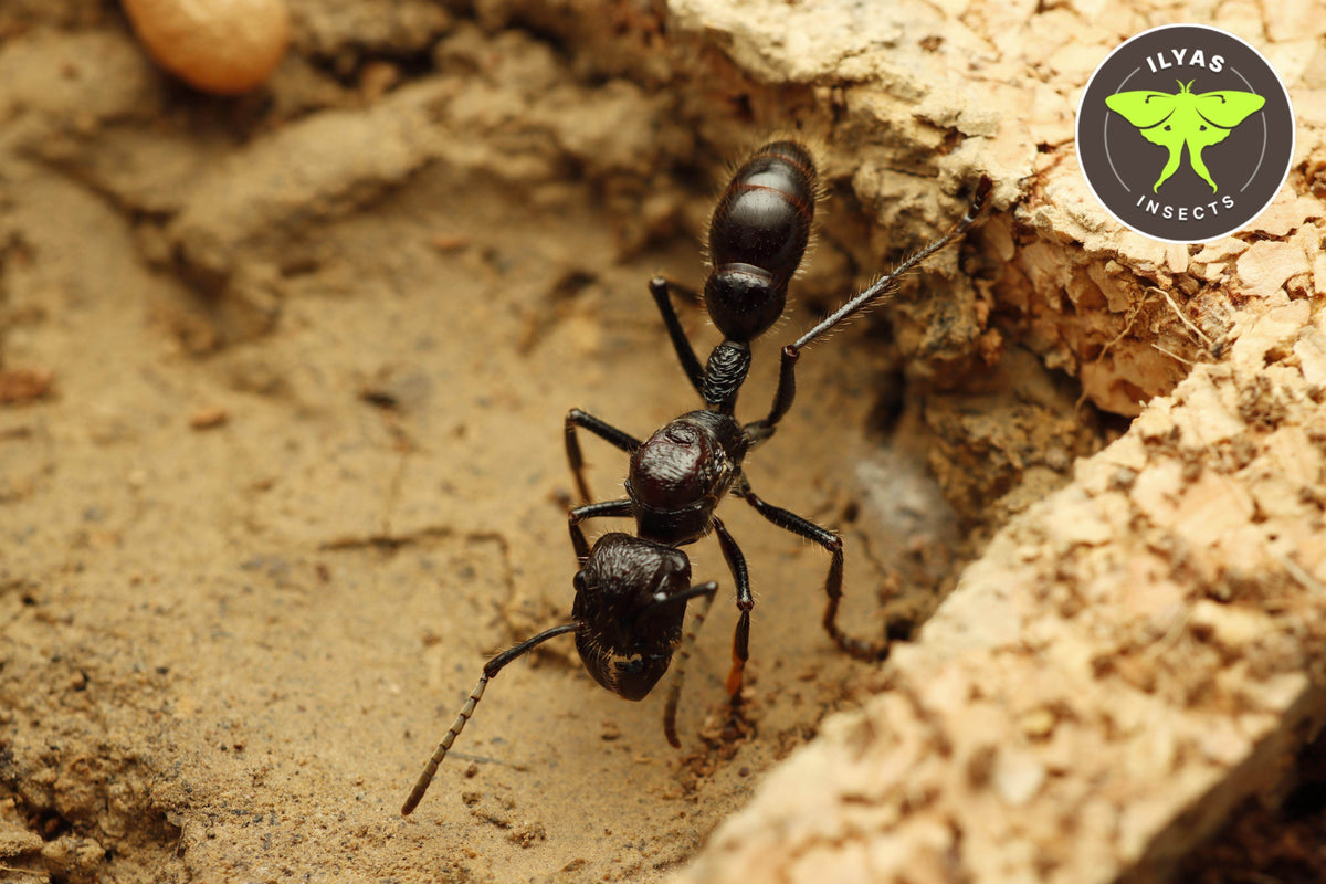Paraponera clavata (Bullet ant) – Ilyas Insects