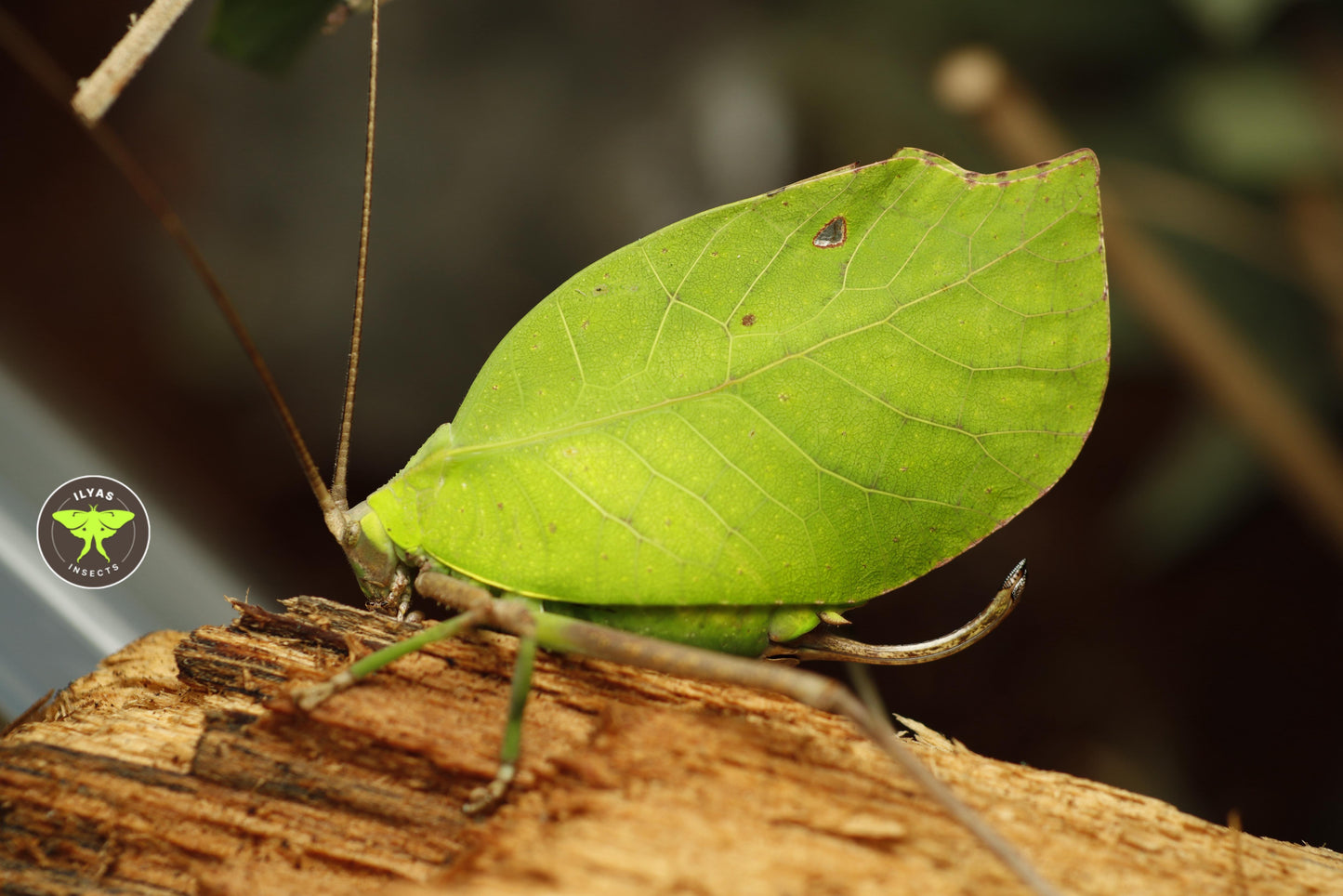 Cycloptera speculata