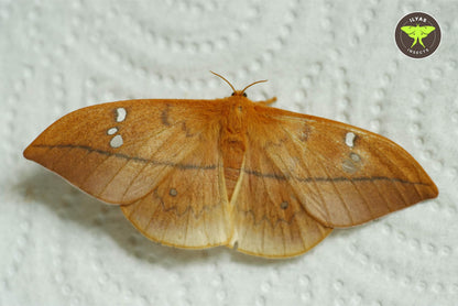 Cricula trifenestrata