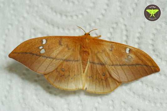 Cricula trifenestrata