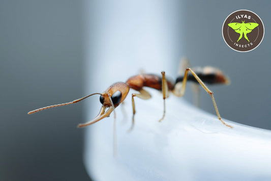 Harpegnathos honestoi